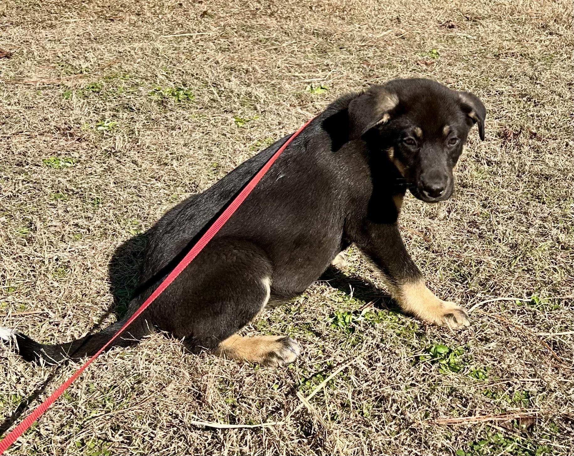 Enlarge Abraham, an adopted mixed breed in Allentown, NJ image 4/4