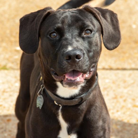 Enlarge DRACO, a Adoptable mixed breed in Saint Louis, MO image 1/1