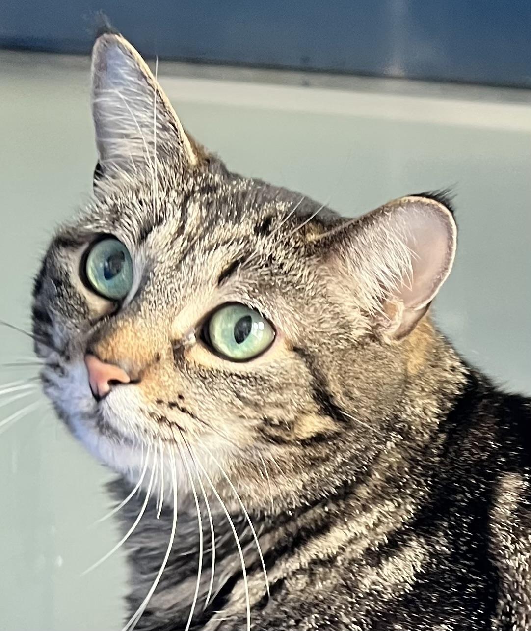 Scarlett, Adult Female Domestic Short Hair