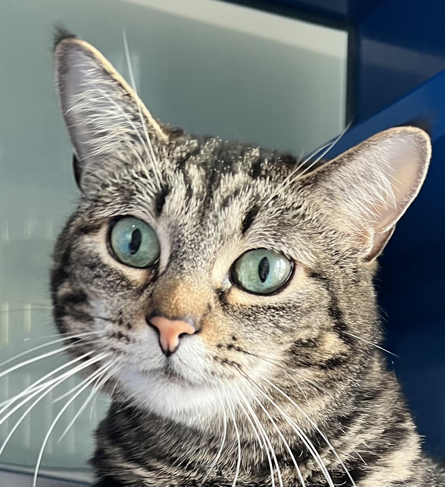 Scarlett, an adoptable Domestic Short Hair in Sault Sainte Marie, MI, 49783 | Photo Image 1