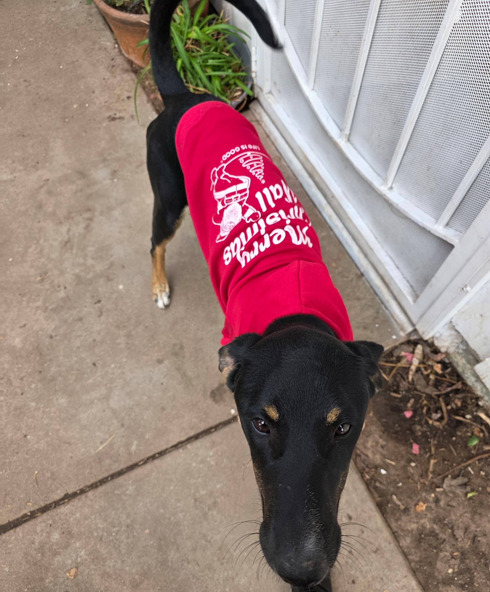 Enlarge Hope & Destiney & Faith, a Adoptable Doberman Pinscher in Seal Beach, CA image 2/6