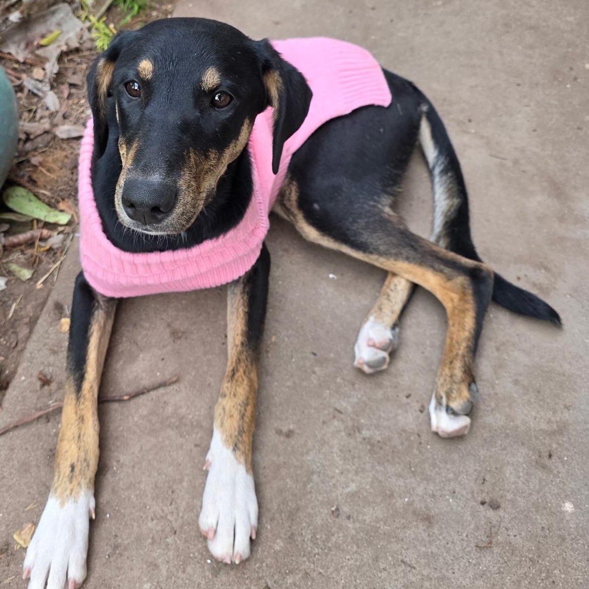 Hope & Destiney & Faith, Adoptable, Young Female Doberman Pinscher.