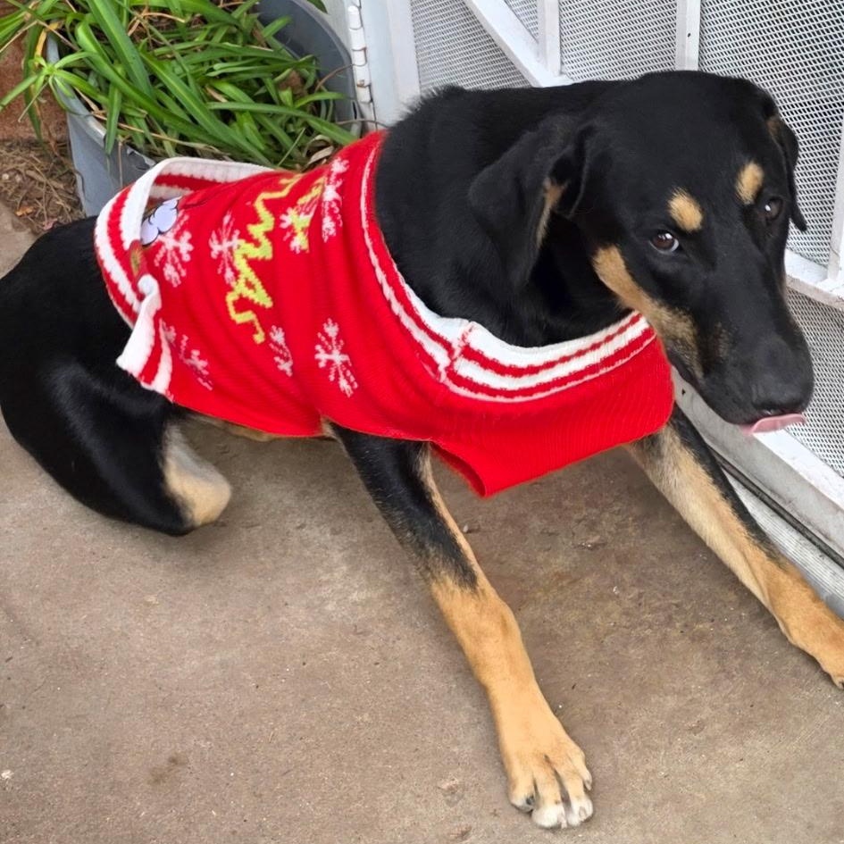 Enlarge Hope & Destiney & Faith, a Adoptable Doberman Pinscher in Seal Beach, CA image 3/6