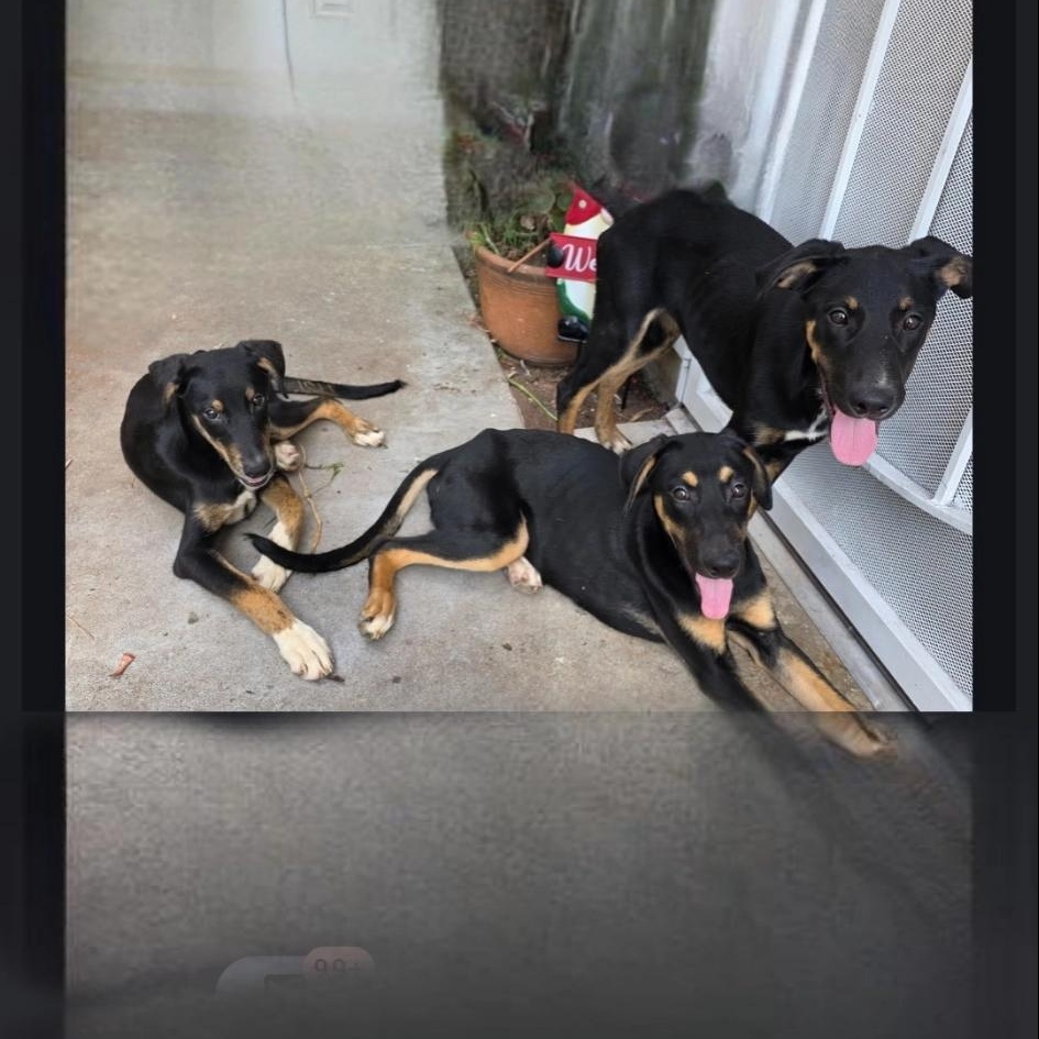 Enlarge Hope & Destiney & Faith, a Adoptable Doberman Pinscher in Seal Beach, CA image 6/6