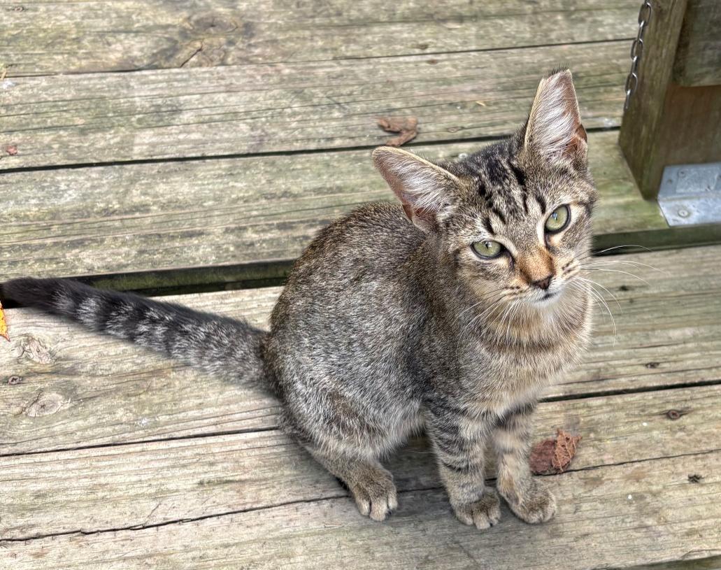 Enlarge Natalie (NatNat), a Adoptable Domestic Short Hair in Rock Spring, GA image 1/1