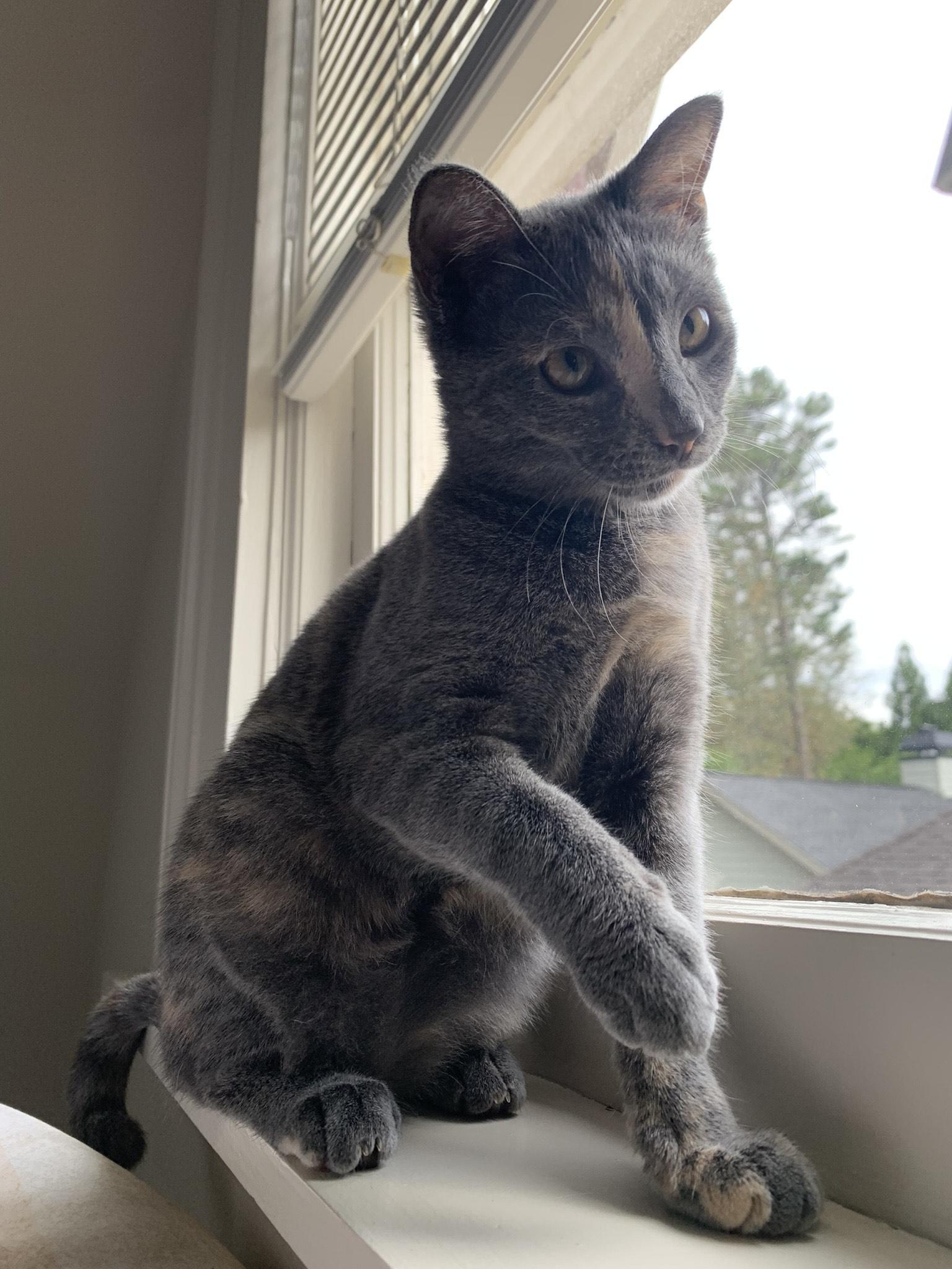 Enlarge Henry and Pokey, a Adoptable Domestic Short Hair in Fairfax, VA image 3/6