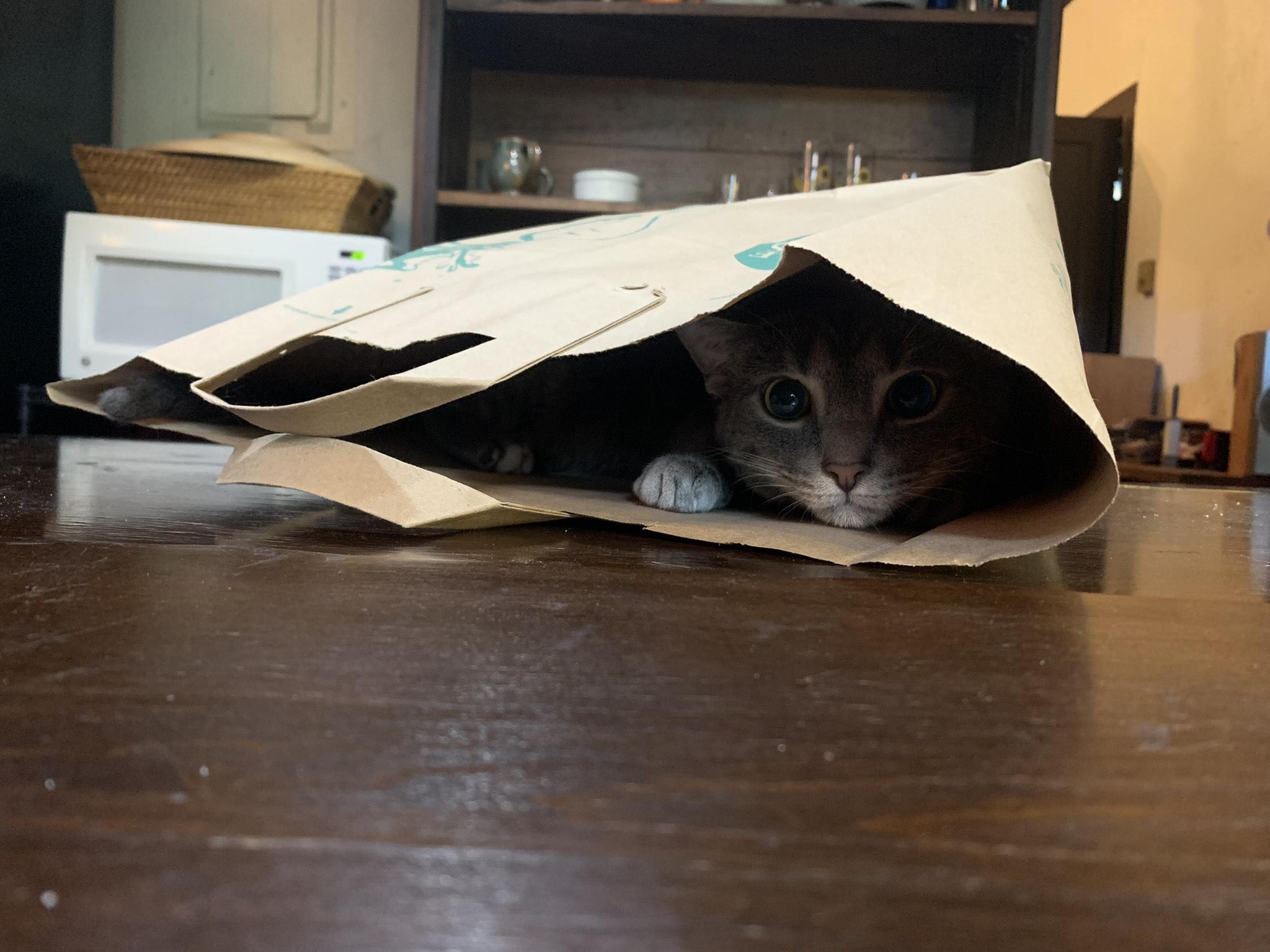 Enlarge Henry and Pokey, a Adoptable Domestic Short Hair in Fairfax, VA image 5/6