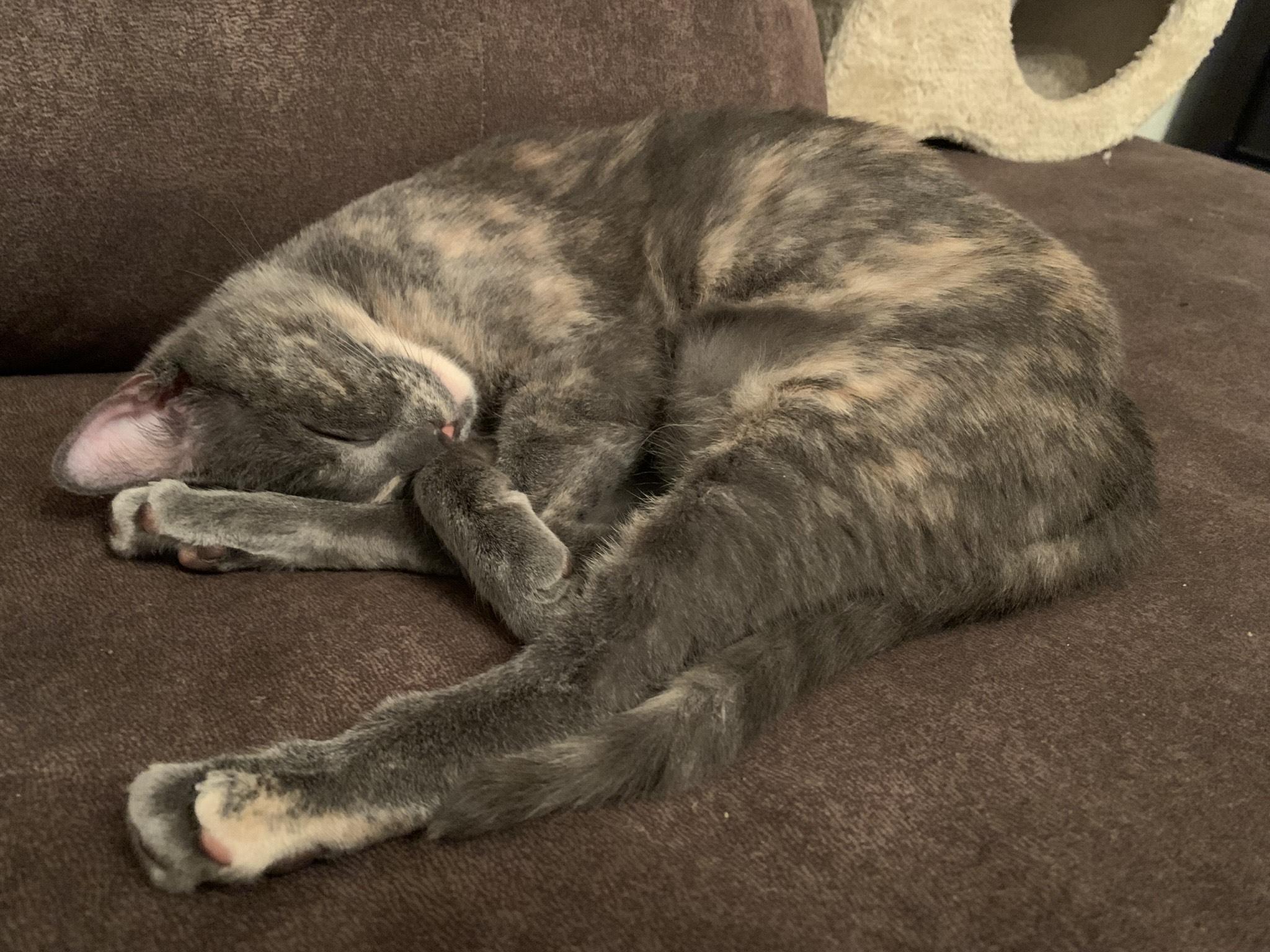 Enlarge Henry and Pokey, a Adoptable Domestic Short Hair in Fairfax, VA image 6/6