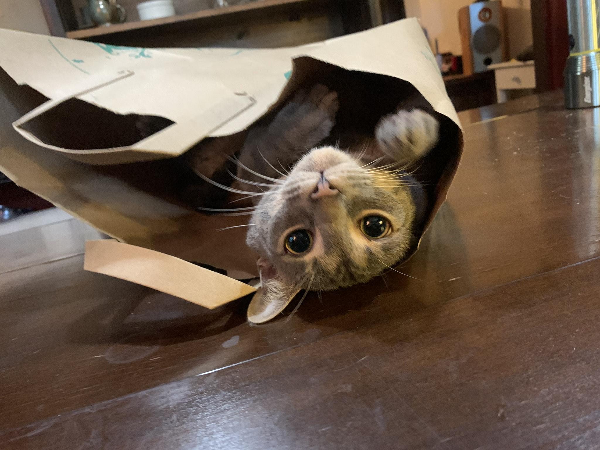 Enlarge Henry and Pokey, a Adoptable Domestic Short Hair in Fairfax, VA image 4/6