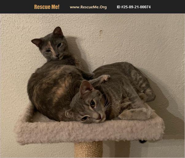 Enlarge Henry and Pokey, a Adoptable Domestic Short Hair in Fairfax, VA image 1/6