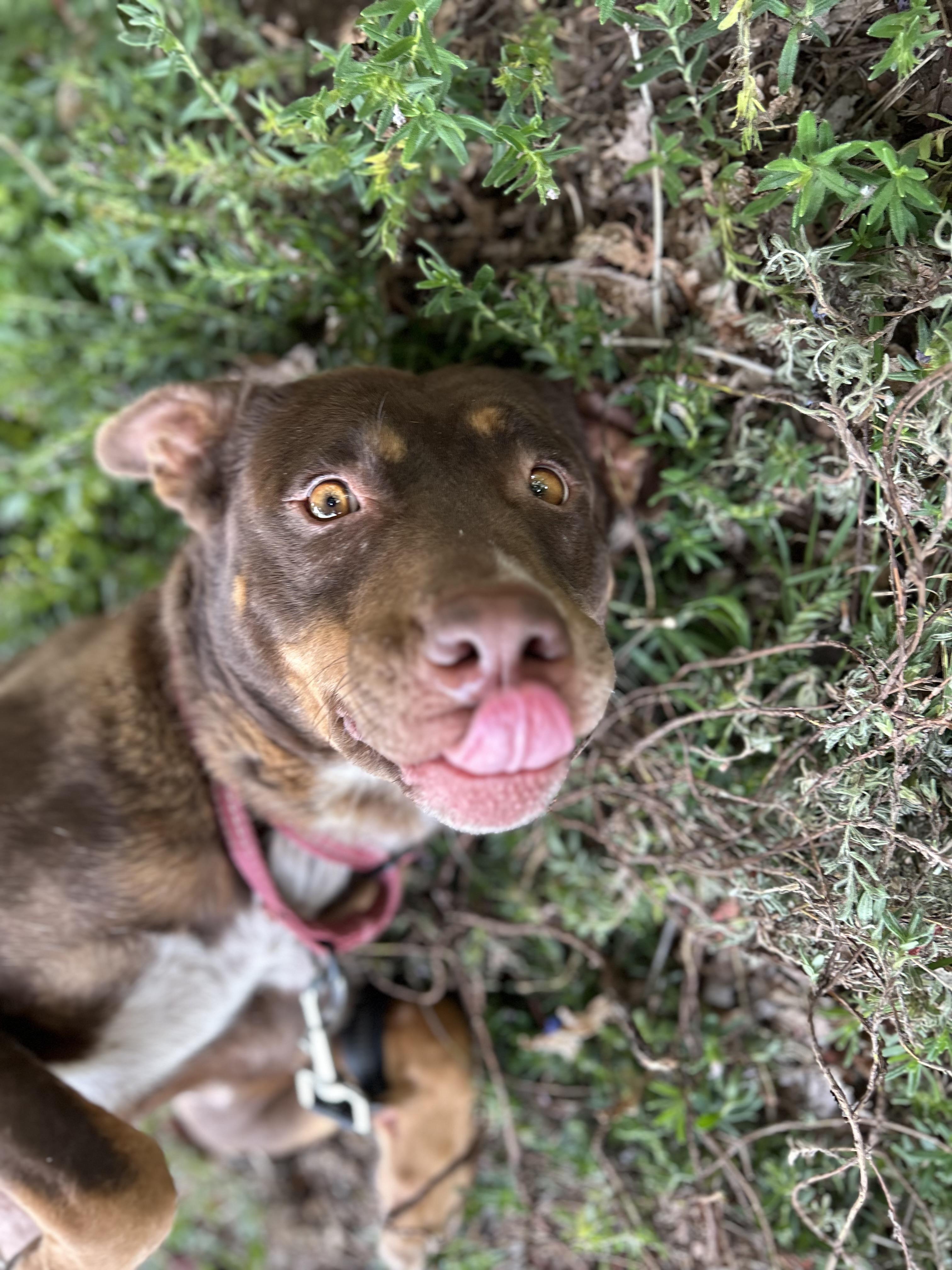 Marra, an adoptable mixed breed in Tigard, OR image 2/5