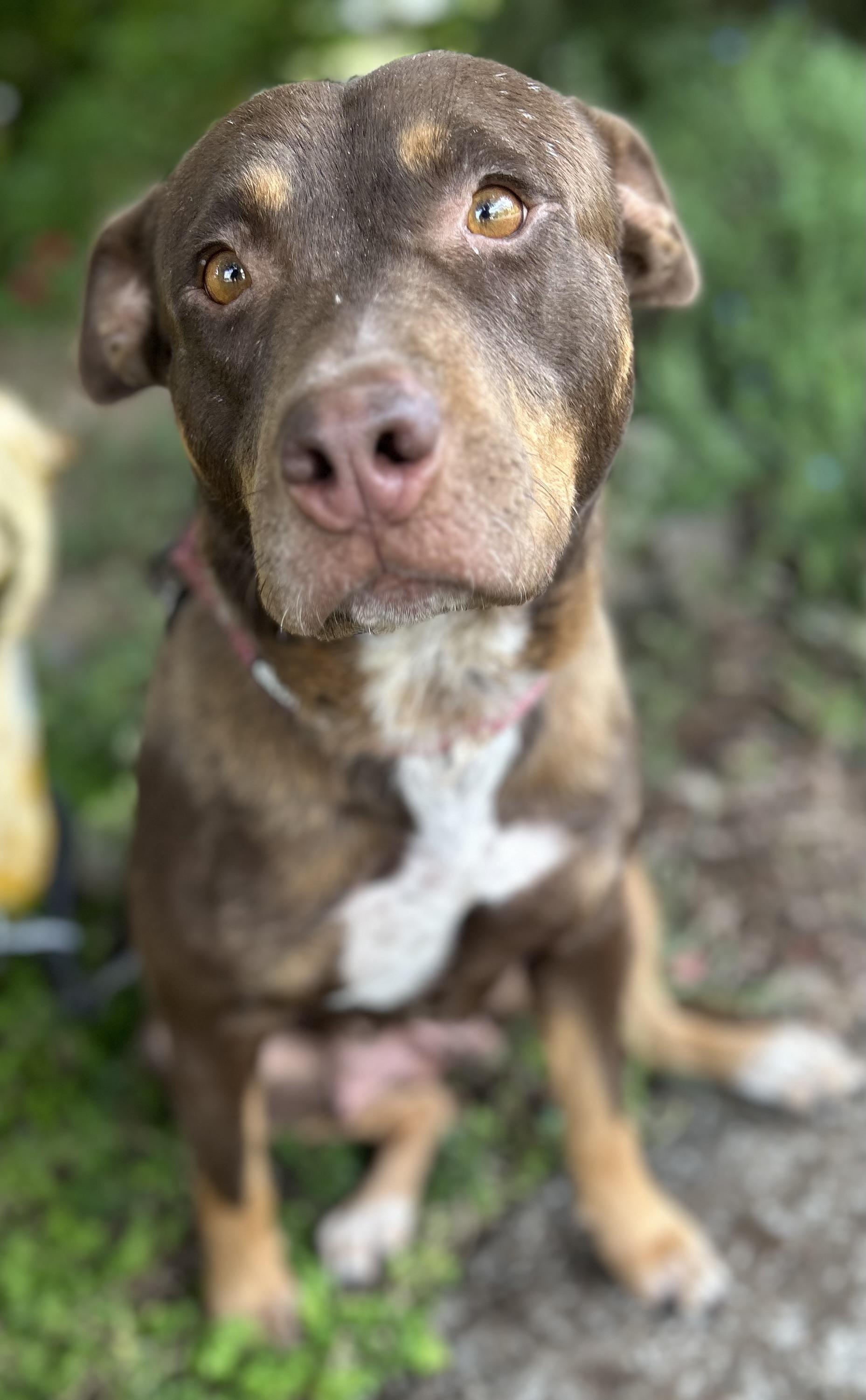 Marra, an adoptable mixed breed in Tigard, OR image 1/5
