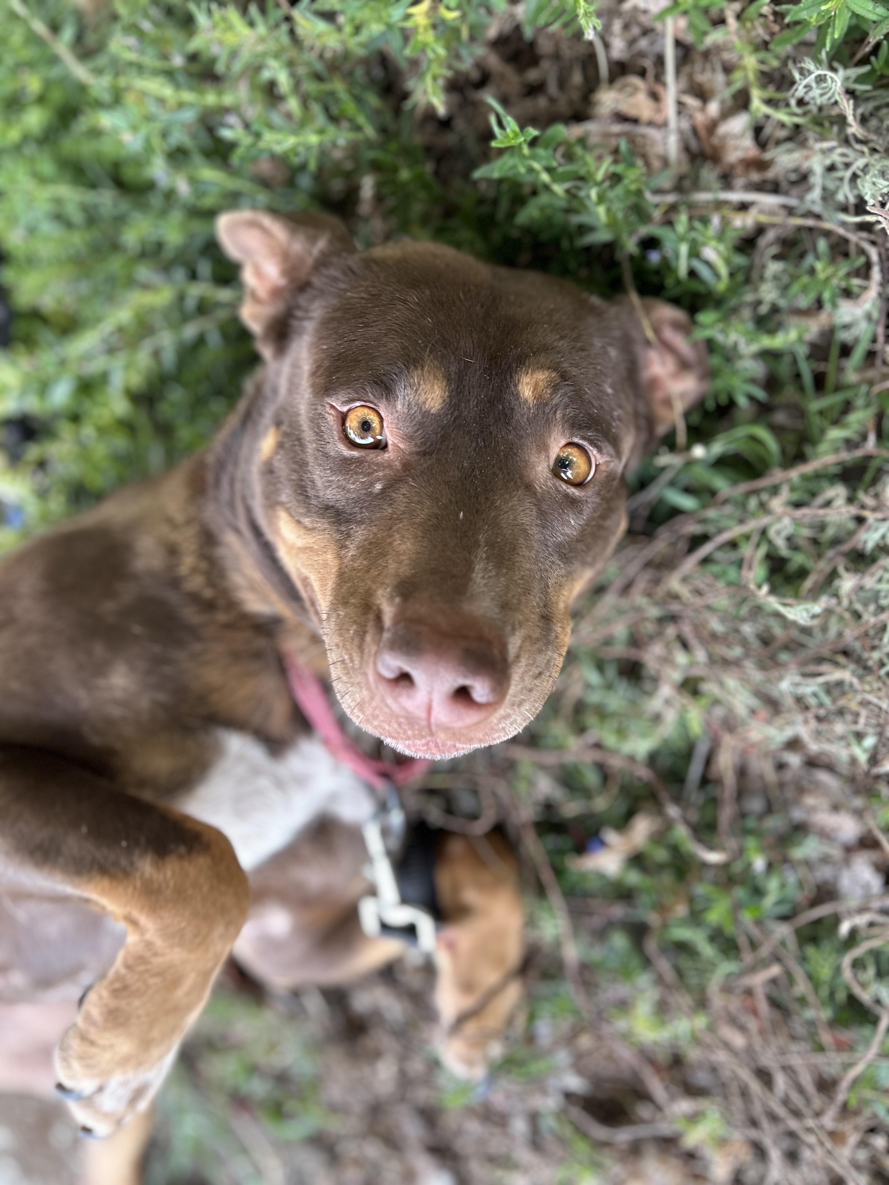 Marra, an adoptable mixed breed in Tigard, OR image 4/5