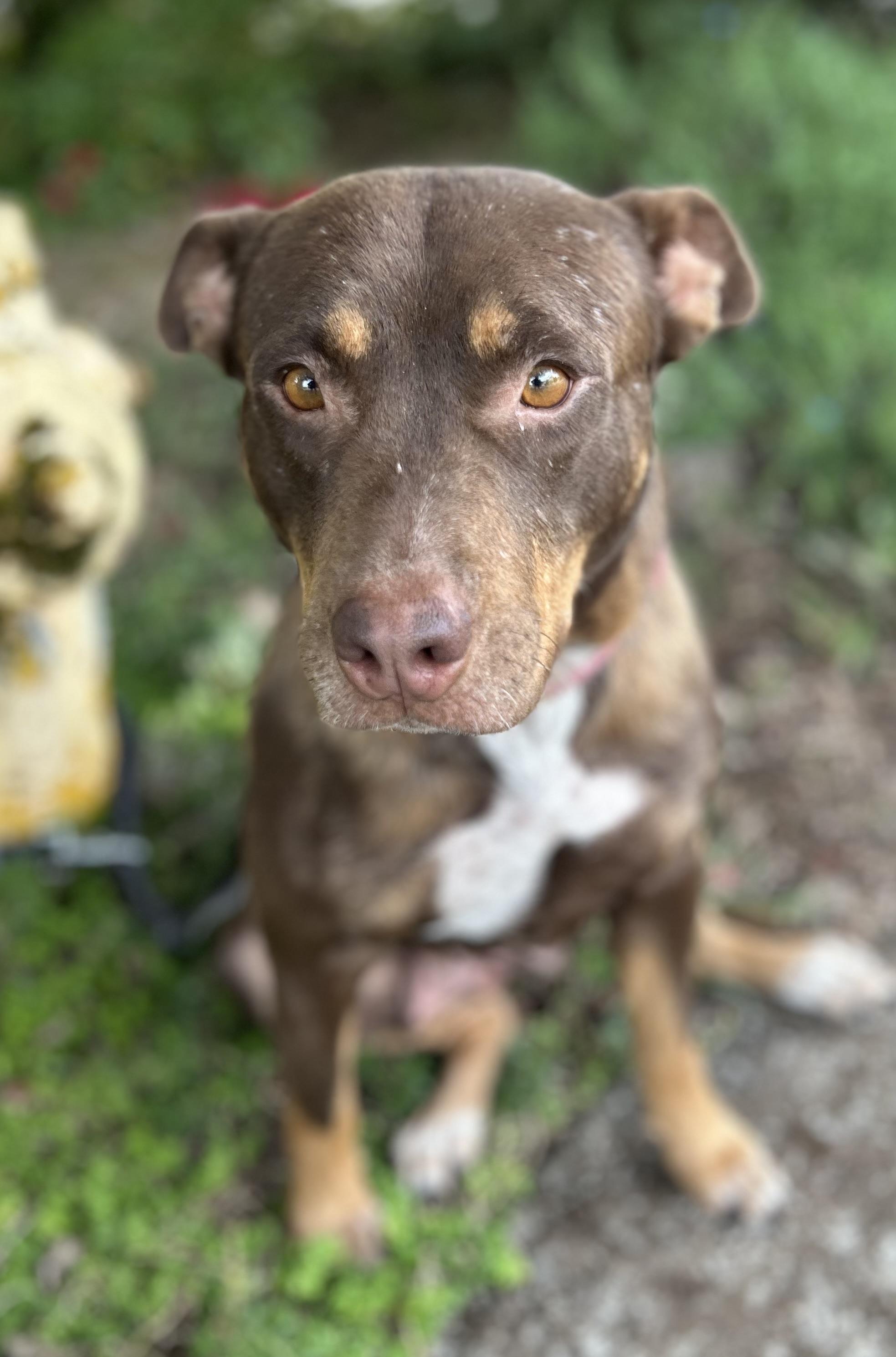 Marra, an adoptable mixed breed in Tigard, OR image 3/5