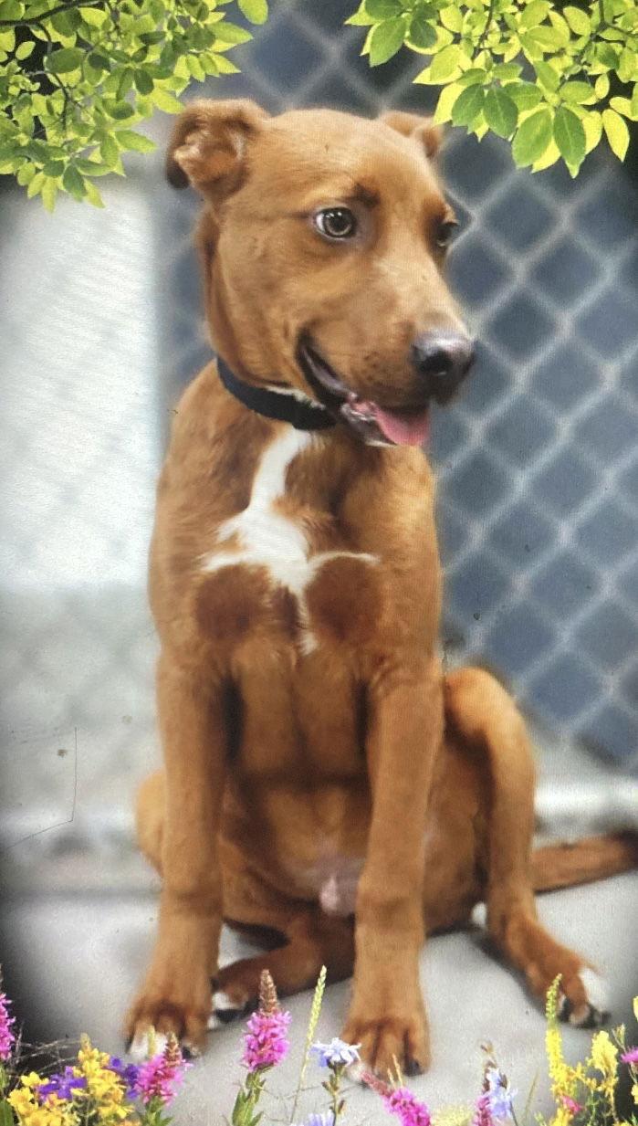 Rudy, a Adoptable mixed breed in Pottstown, PA image 3/4