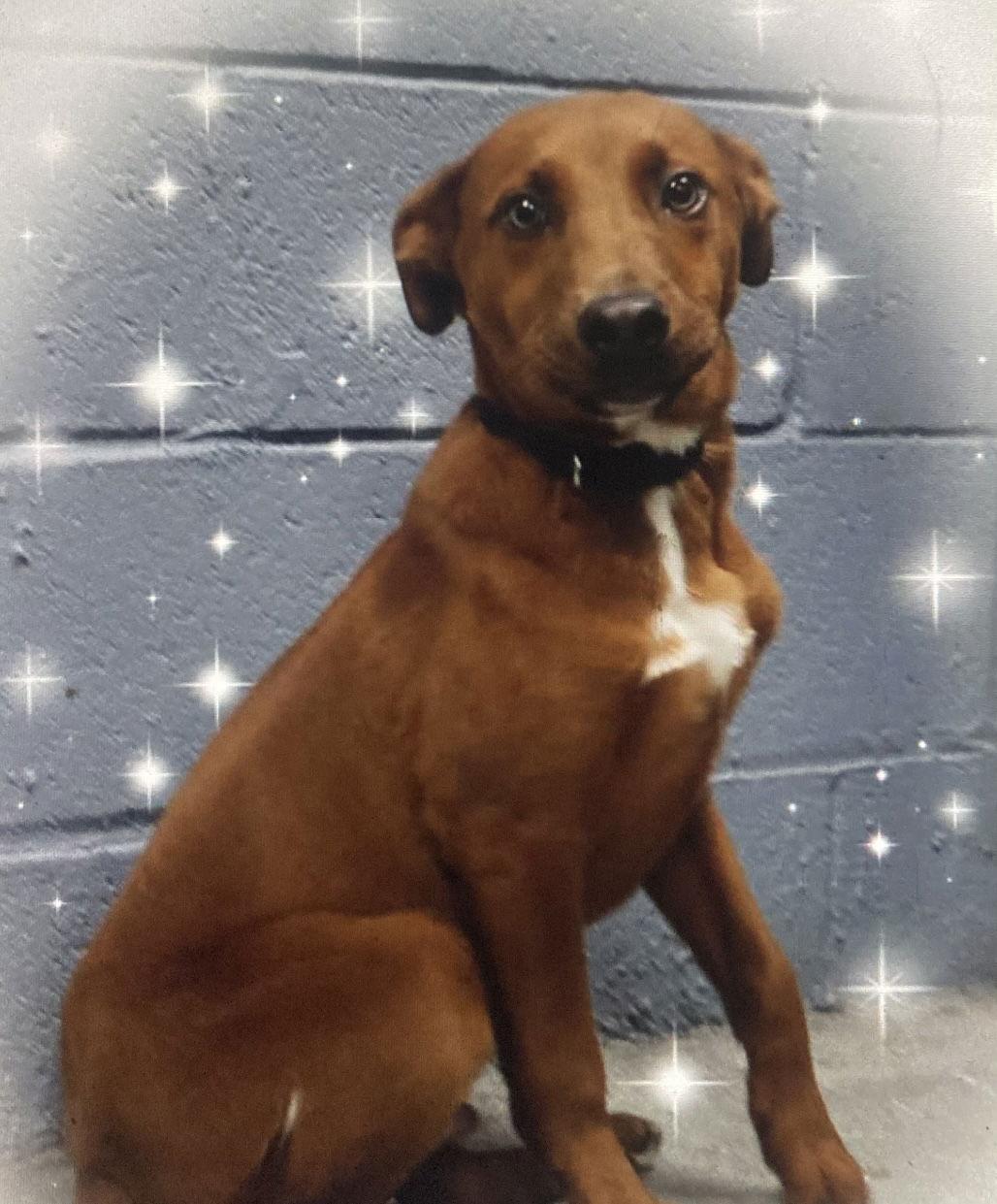 Rudy, Adoptable, Young Male Rhodesian Ridgeback.