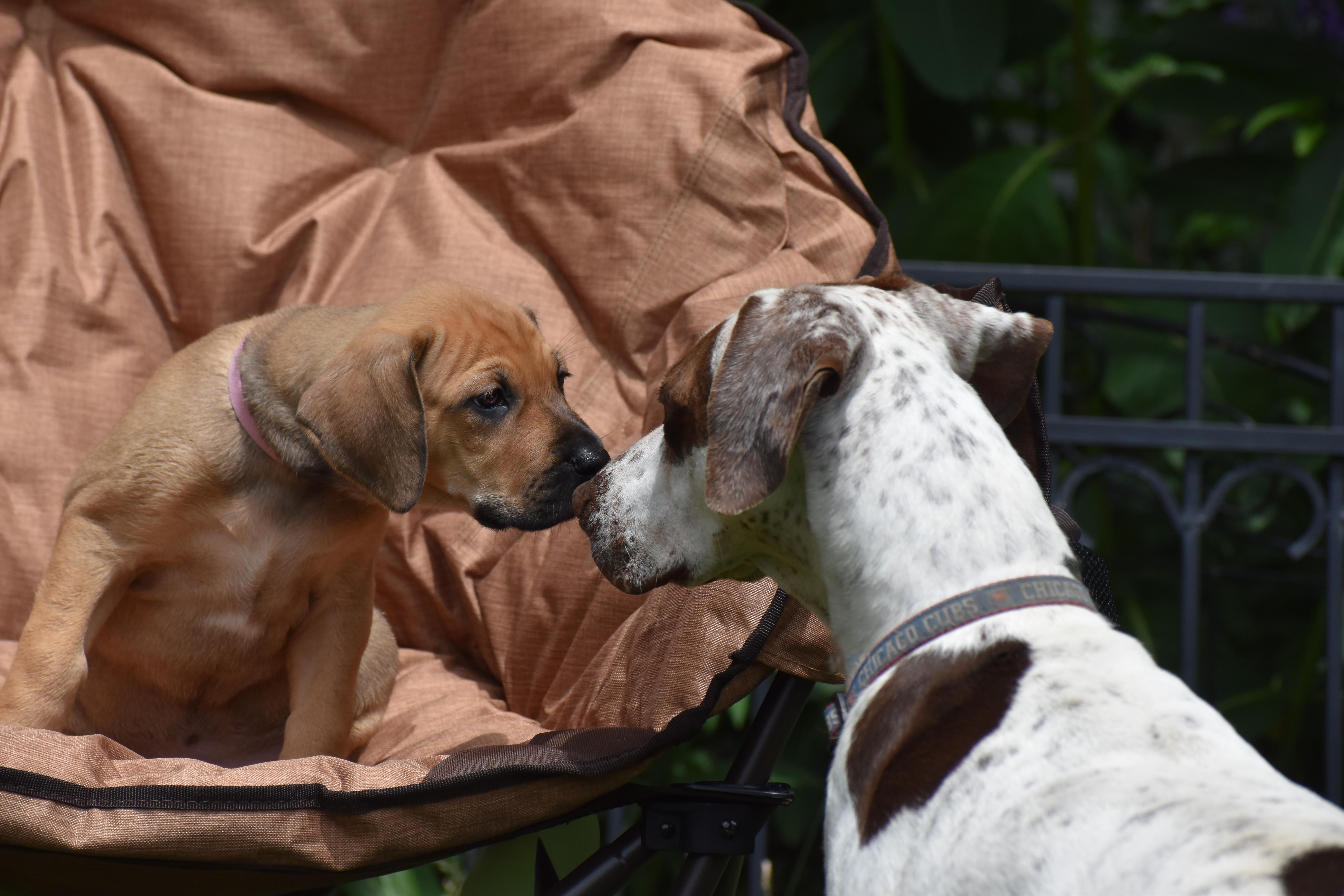 Enlarge Freja- Foster to Adopt, a Adoptable mixed breed in Wood Dale, IL image 3/6