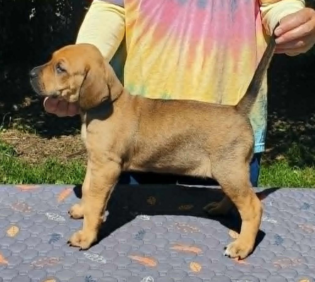 Enlarge Freja- Foster to Adopt, a Adoptable mixed breed in Wood Dale, IL image 4/6