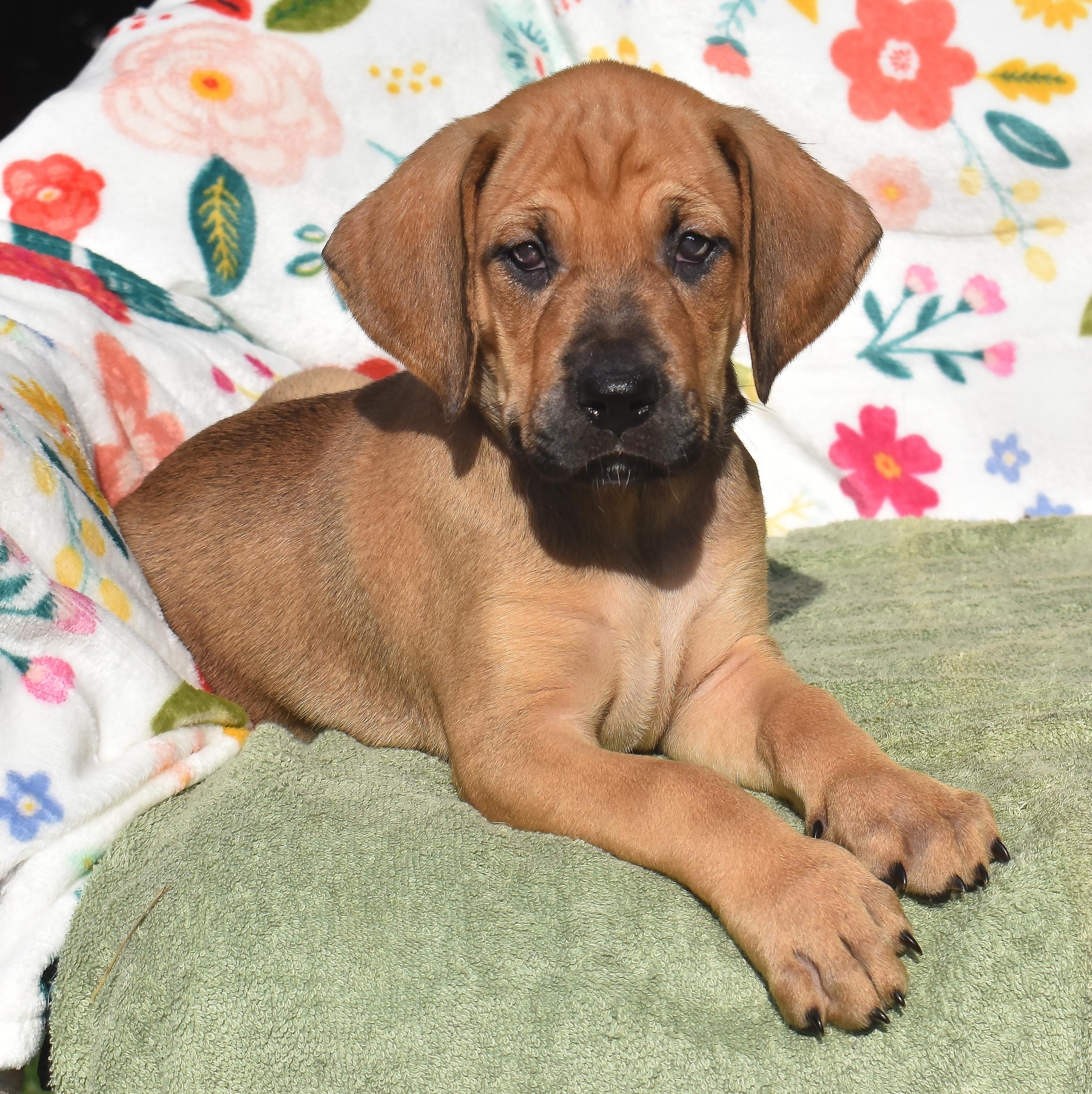 Enlarge Freja- Foster to Adopt, a Adoptable mixed breed in Wood Dale, IL image 1/6