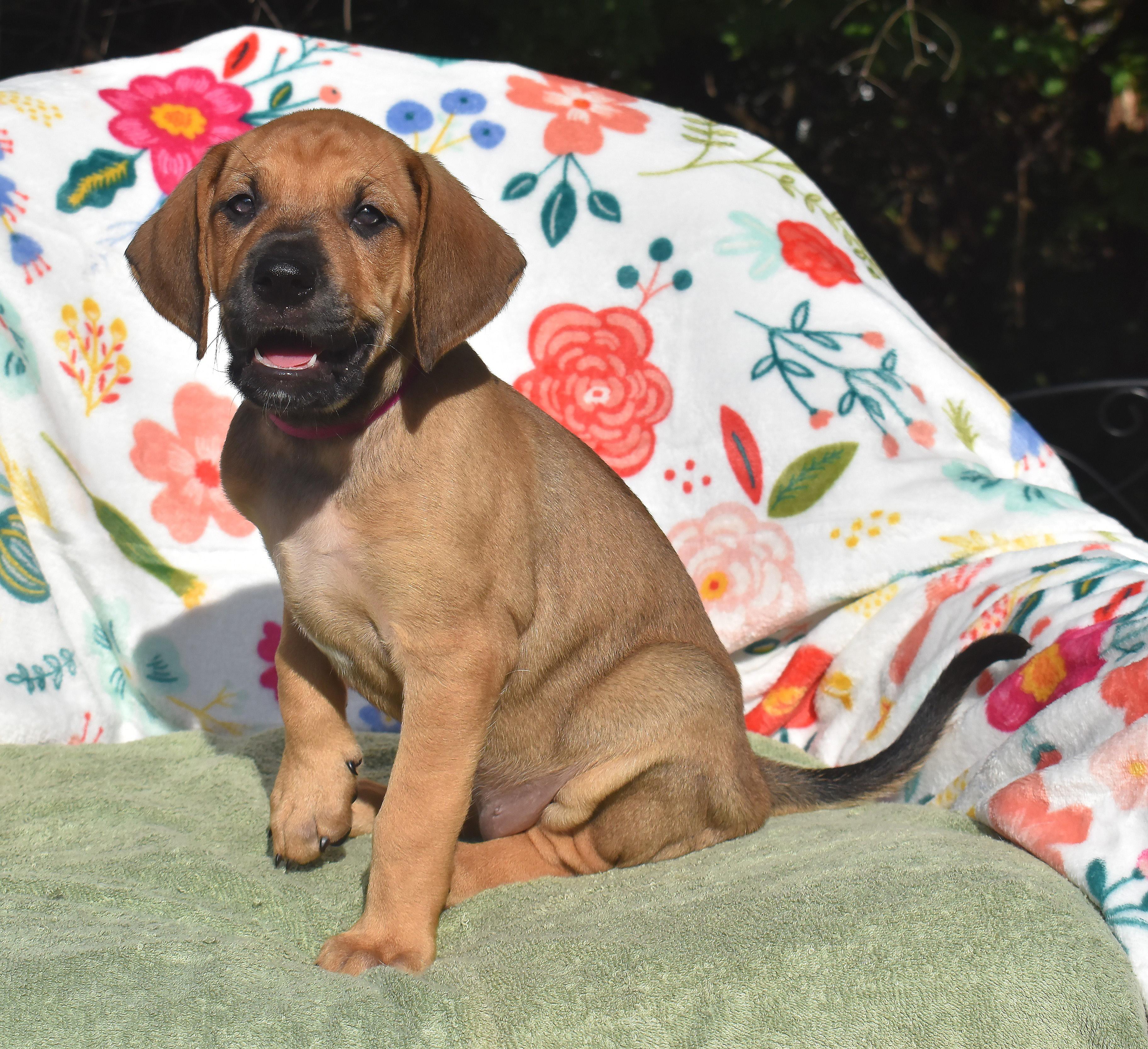 Enlarge Freja- Foster to Adopt, a Adoptable mixed breed in Wood Dale, IL image 2/6