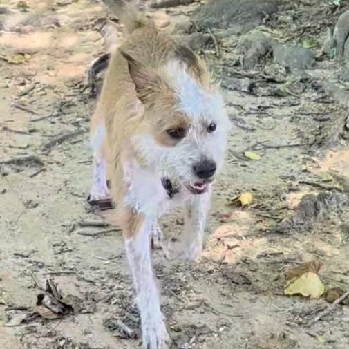 Enlarge Remi Rose, a Adoptable Australian Shepherd in Reisterstown, MD image 3/3