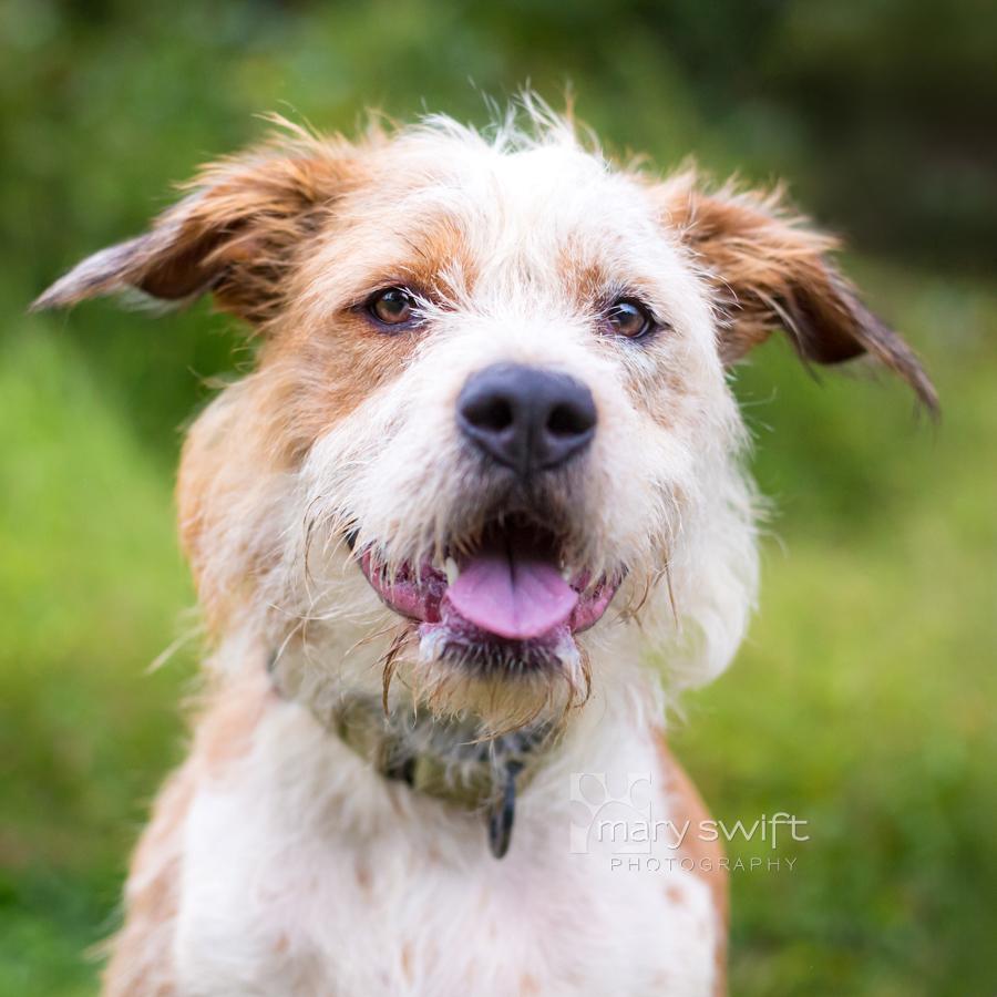 Remi Rose, Adoptable, Adult Female Australian Shepherd.