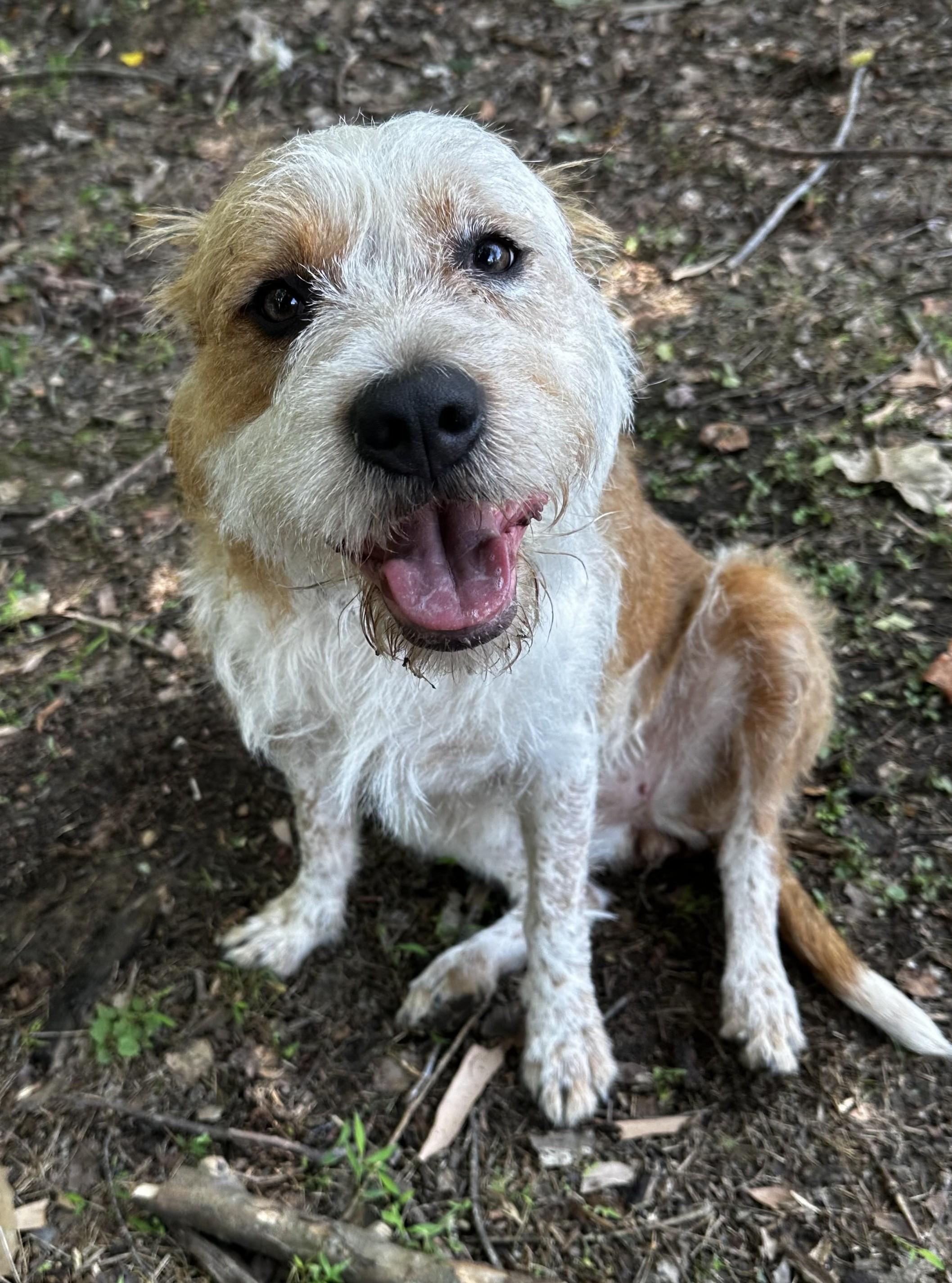 Enlarge Remi Rose, a Adoptable Australian Shepherd in Reisterstown, MD image 1/3