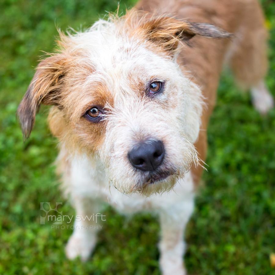 Enlarge Remi Rose, a Adoptable Australian Shepherd in Reisterstown, MD image 2/6
