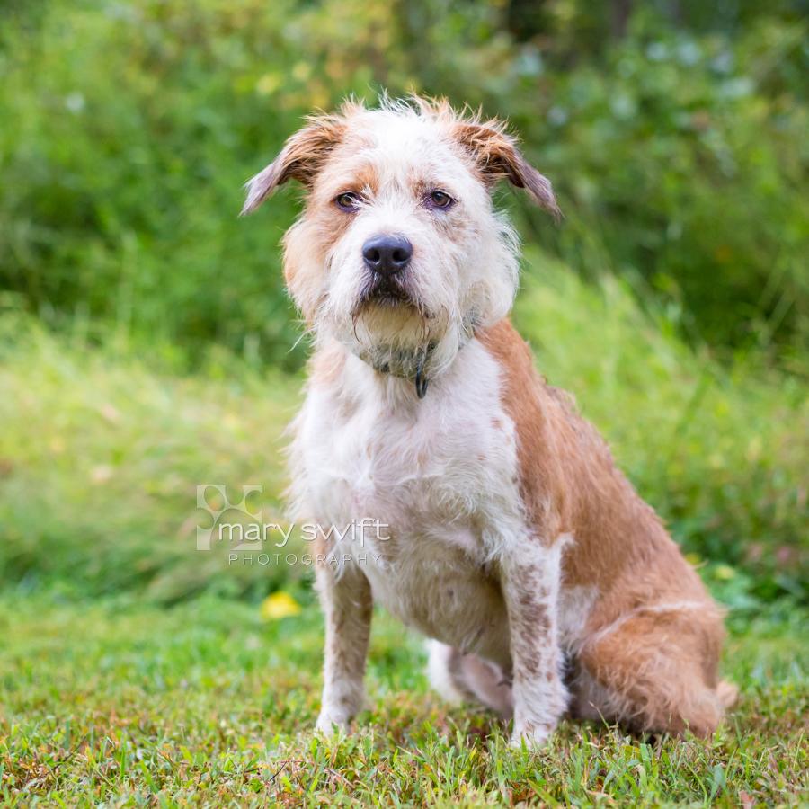 Enlarge Remi Rose, a Adoptable Australian Shepherd in Reisterstown, MD image 3/6