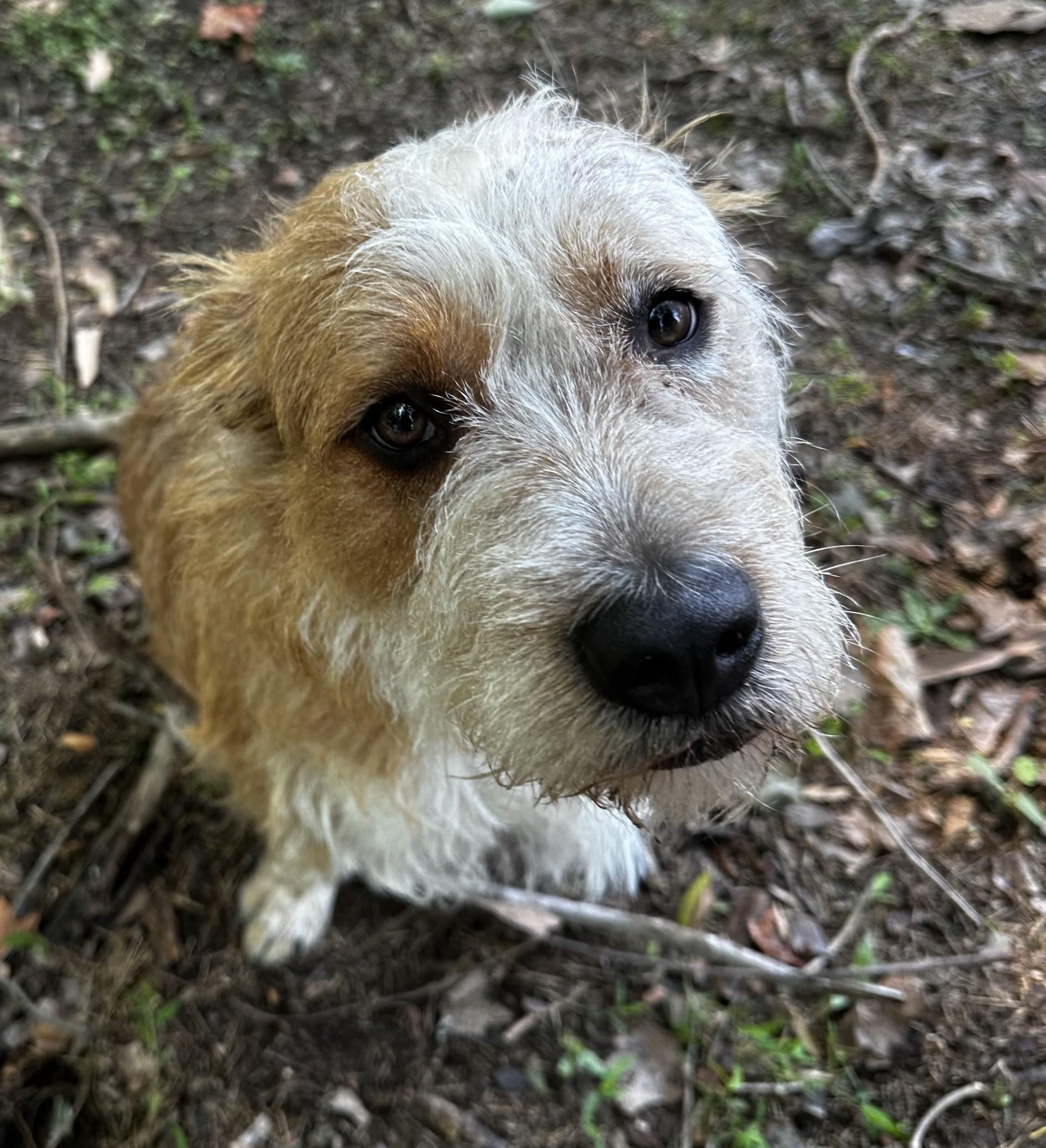 Enlarge Remi Rose, a Adoptable Australian Shepherd in Reisterstown, MD image 2/3