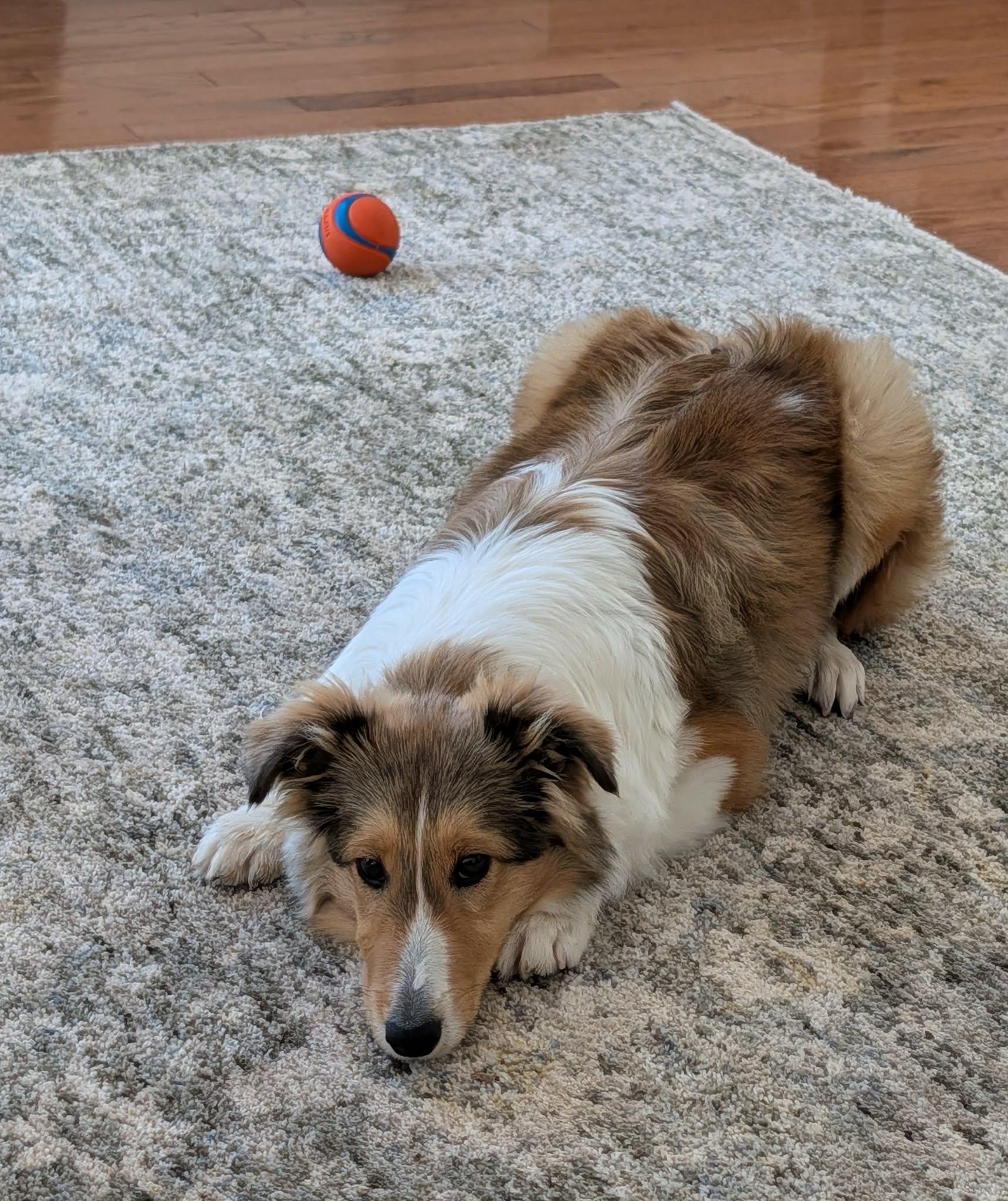 Enlarge Pongo, a ADOPTABLE Shetland Sheepdog / Sheltie in Clarksburg, MD image 4/6