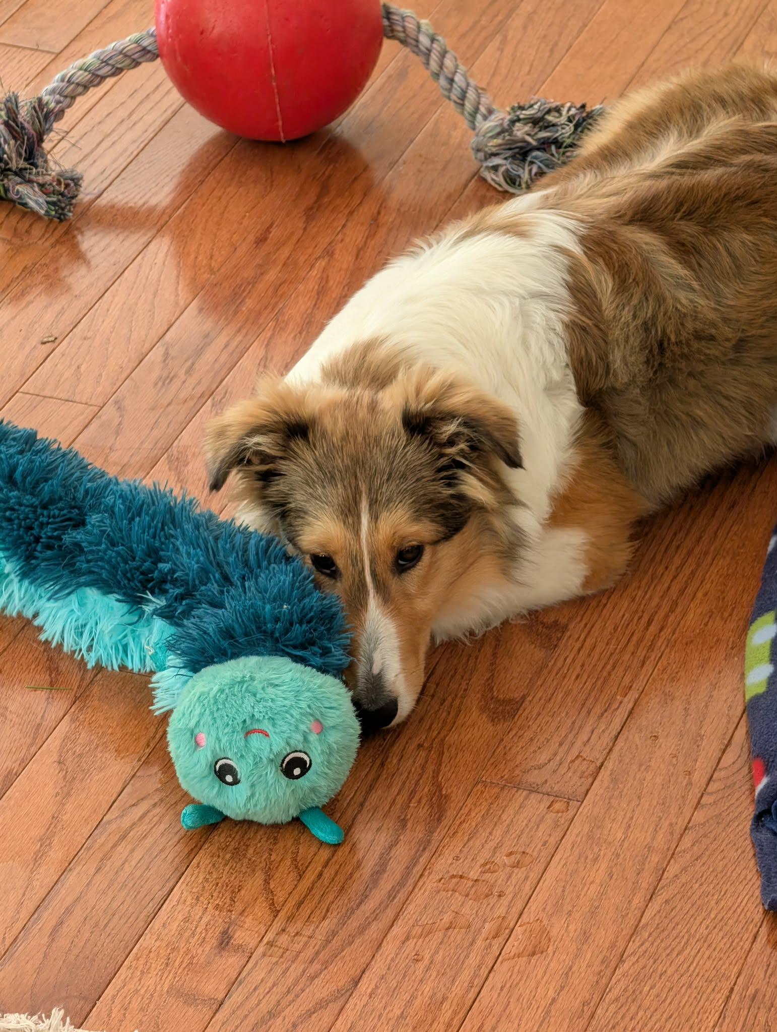 Enlarge Pongo, a ADOPTABLE Shetland Sheepdog / Sheltie in Clarksburg, MD image 6/6