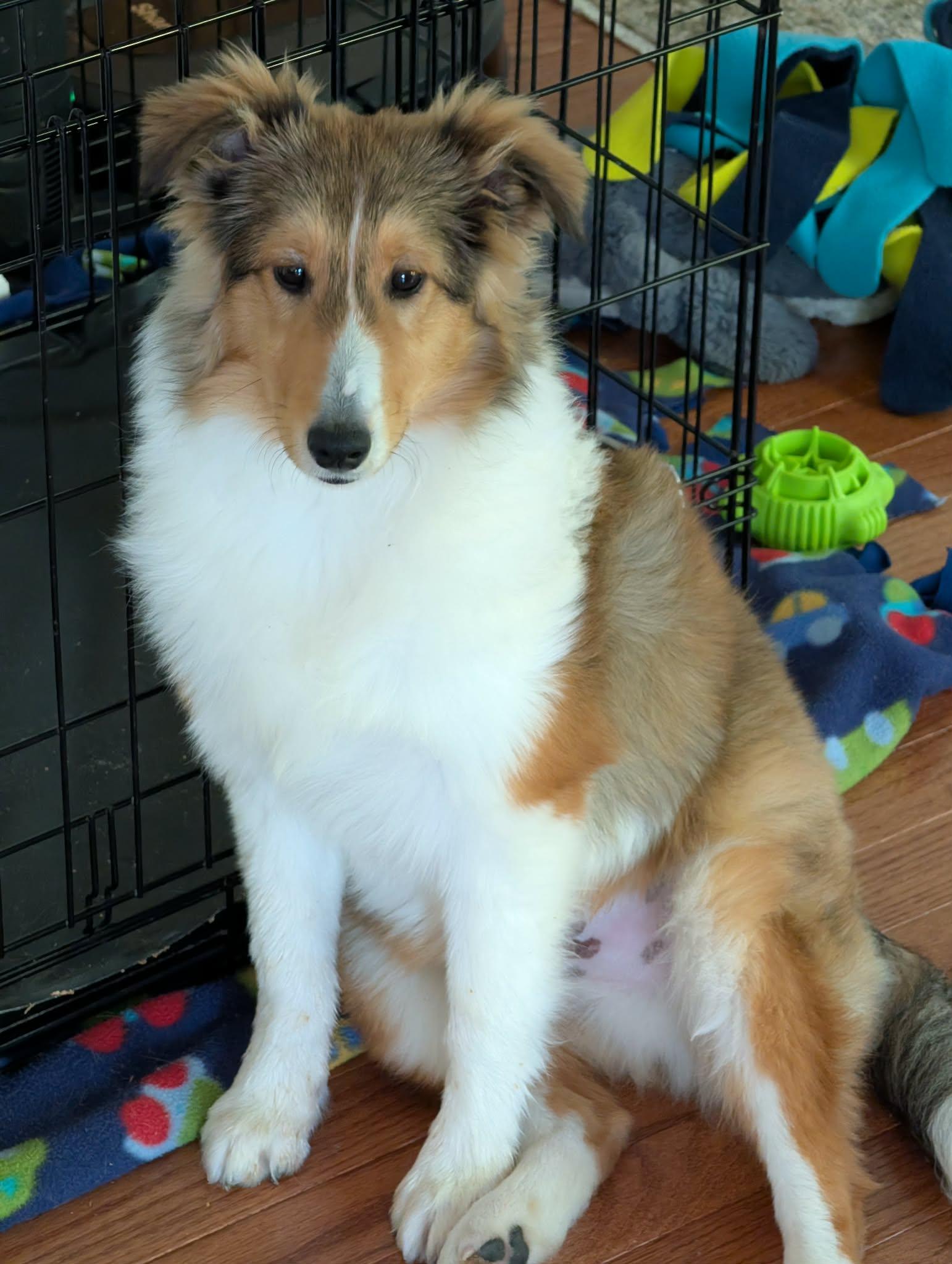 Enlarge Pongo, a ADOPTABLE Shetland Sheepdog / Sheltie in Clarksburg, MD image 5/6