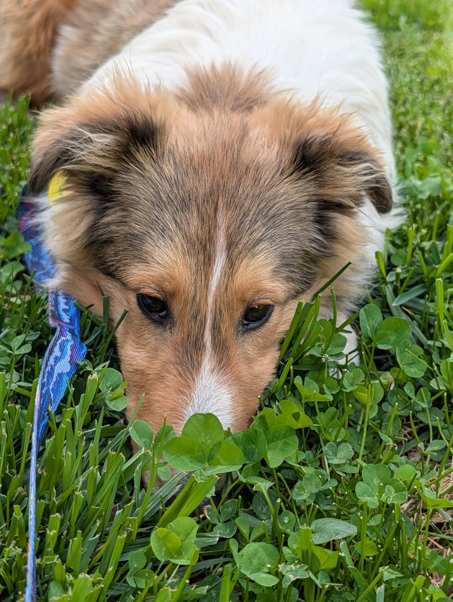 Enlarge Pongo, a ADOPTABLE Shetland Sheepdog / Sheltie in Clarksburg, MD image 3/6
