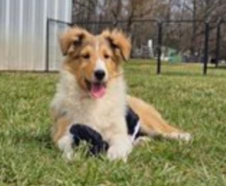 Enlarge Pongo, a ADOPTABLE Shetland Sheepdog / Sheltie in Clarksburg, MD image 2/6