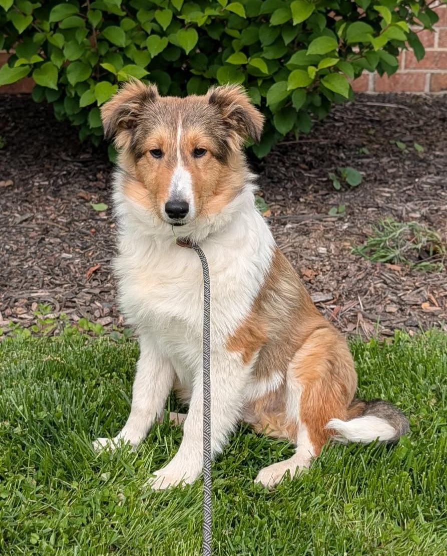 Pongo, ADOPTABLE, Puppy Male Shetland Sheepdog / Sheltie.
