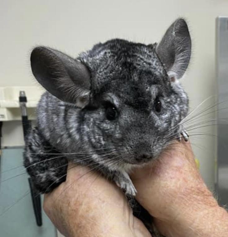 Daphne, Adopted, Adult Female Chinchilla.