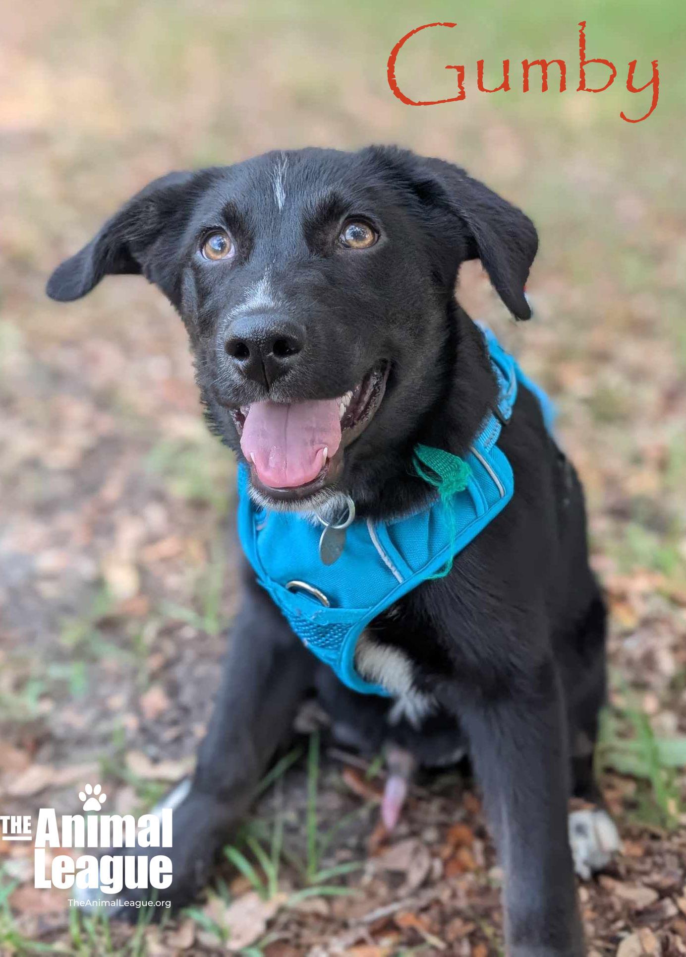 Gumby, Baby Male Australian Shepherd