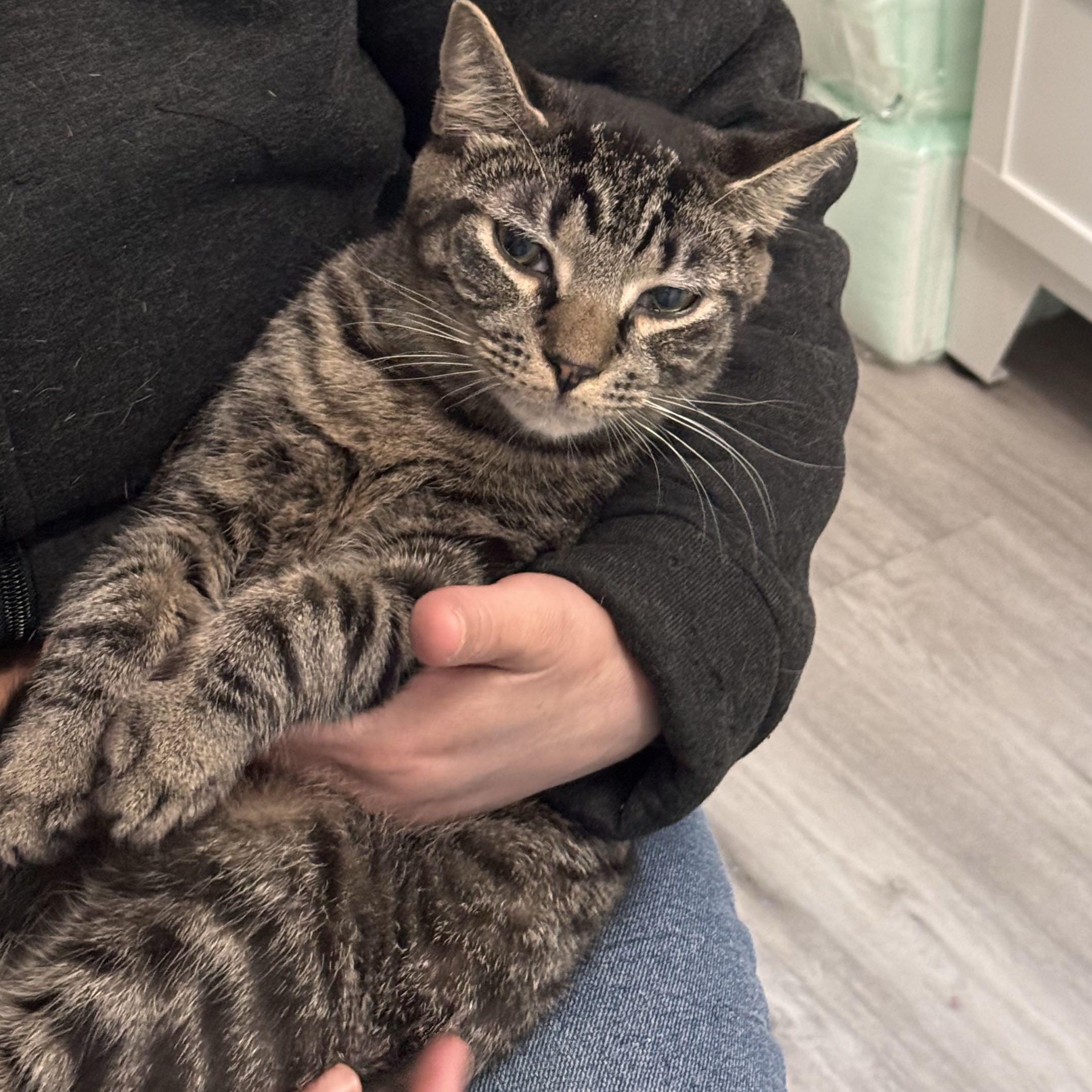 Felix, a Adoptable Domestic Short Hair in Weehawken, NJ image 3/6