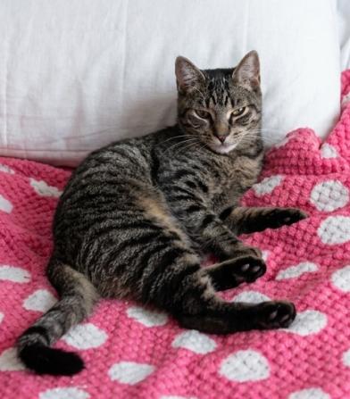 Felix, a Adoptable Domestic Short Hair in Weehawken, NJ image 6/6