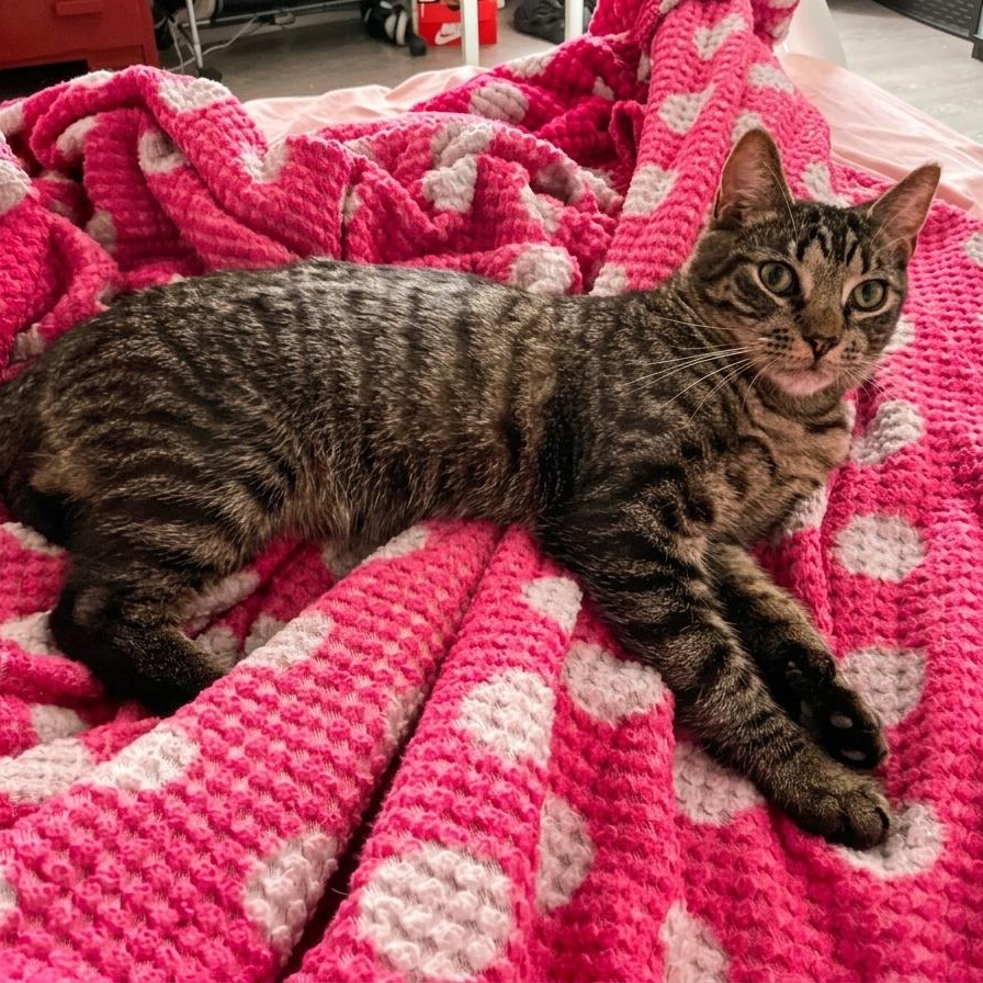 Felix, a Adoptable Domestic Short Hair in Weehawken, NJ image 2/6