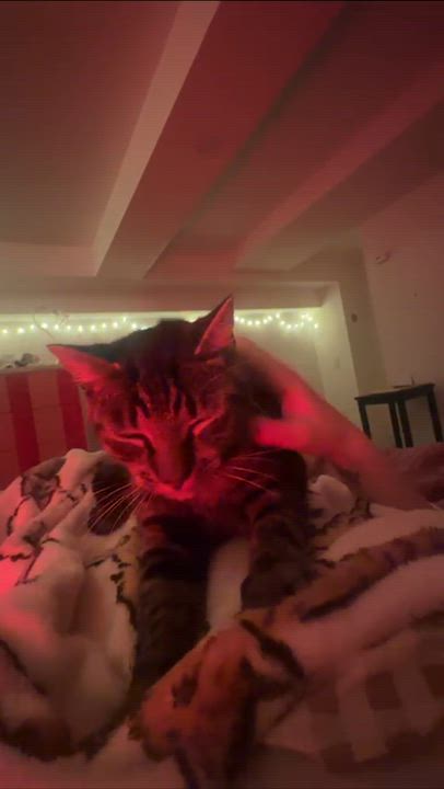 Enlarge Felix, a Adoptable Domestic Short Hair in Weehawken, NJ video 4/6