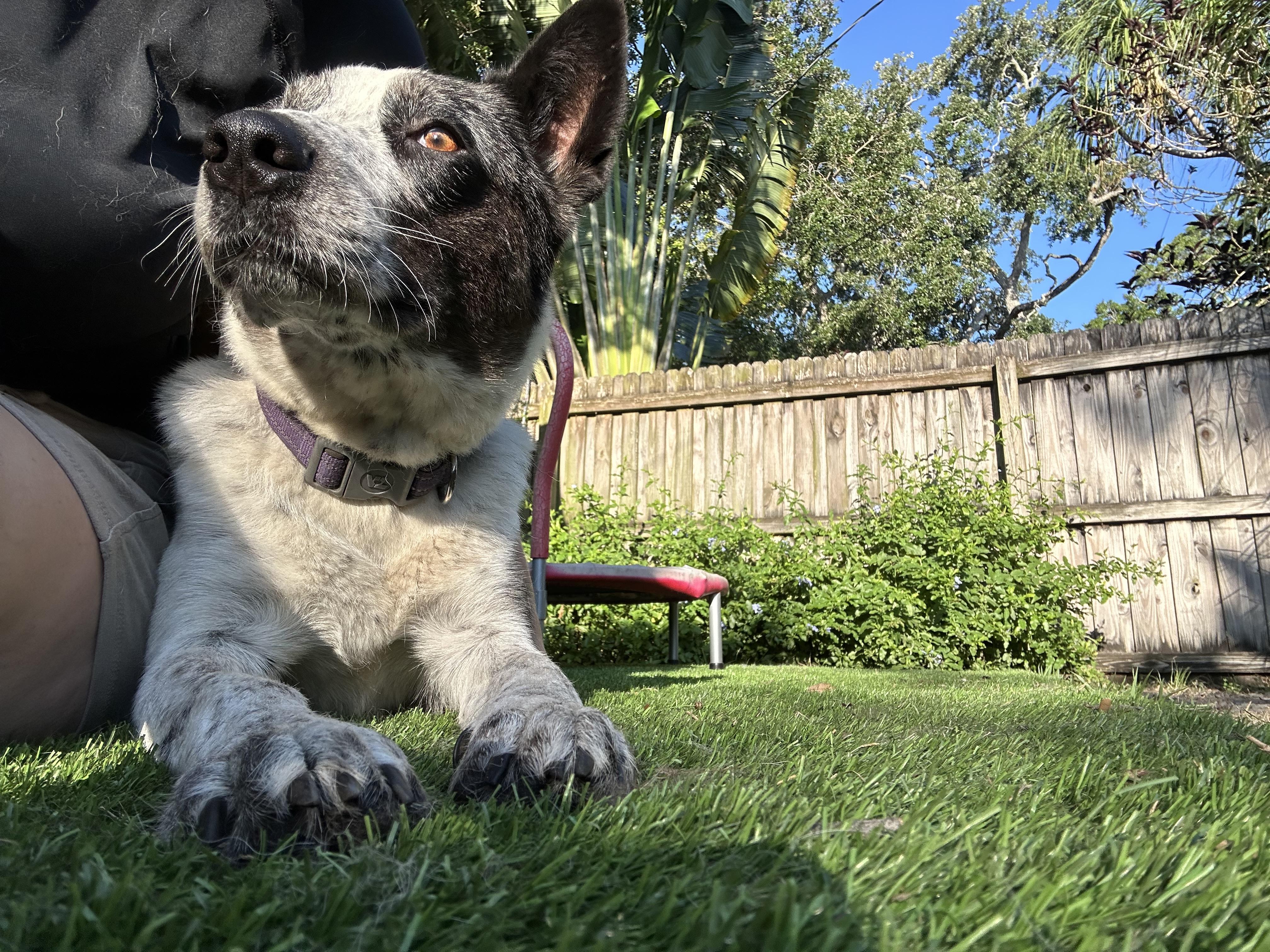 River - Foster needed, Adoptable, Young Female Australian Cattle Dog / Blue Heeler.