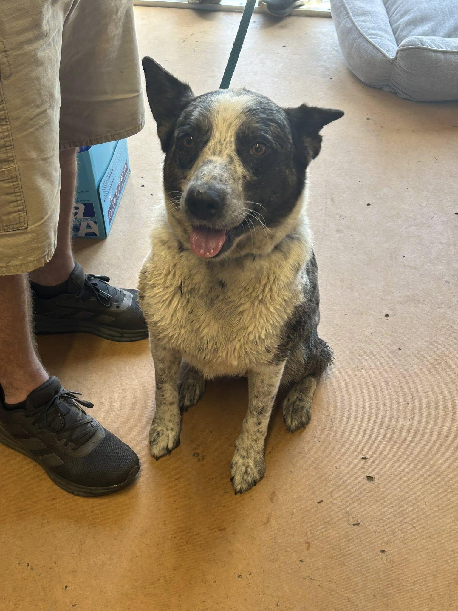 Enlarge River - Foster needed, a Adoptable Australian Cattle Dog / Blue Heeler in Parrish, FL image 2/6