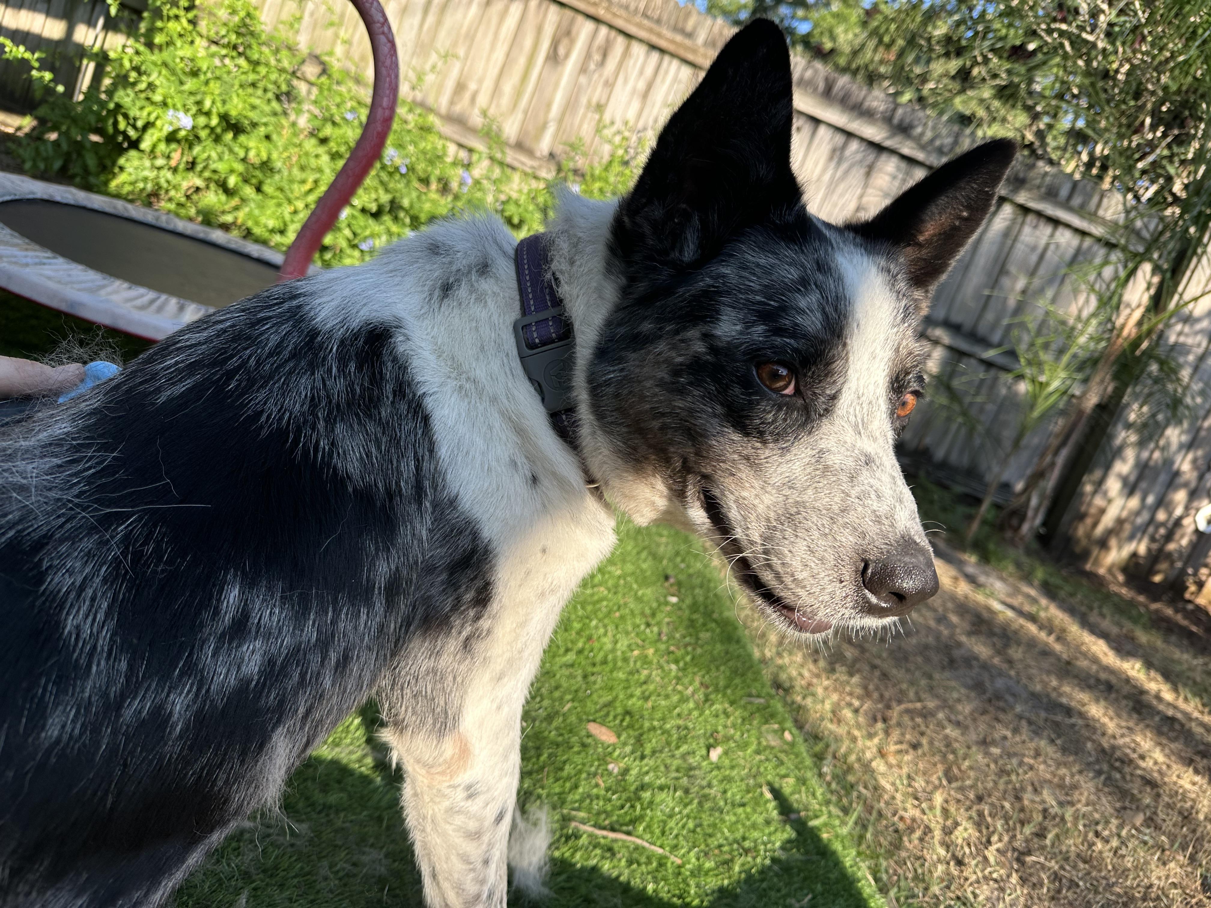 Enlarge River - Foster needed, a Adoptable Australian Cattle Dog / Blue Heeler in Parrish, FL image 3/6