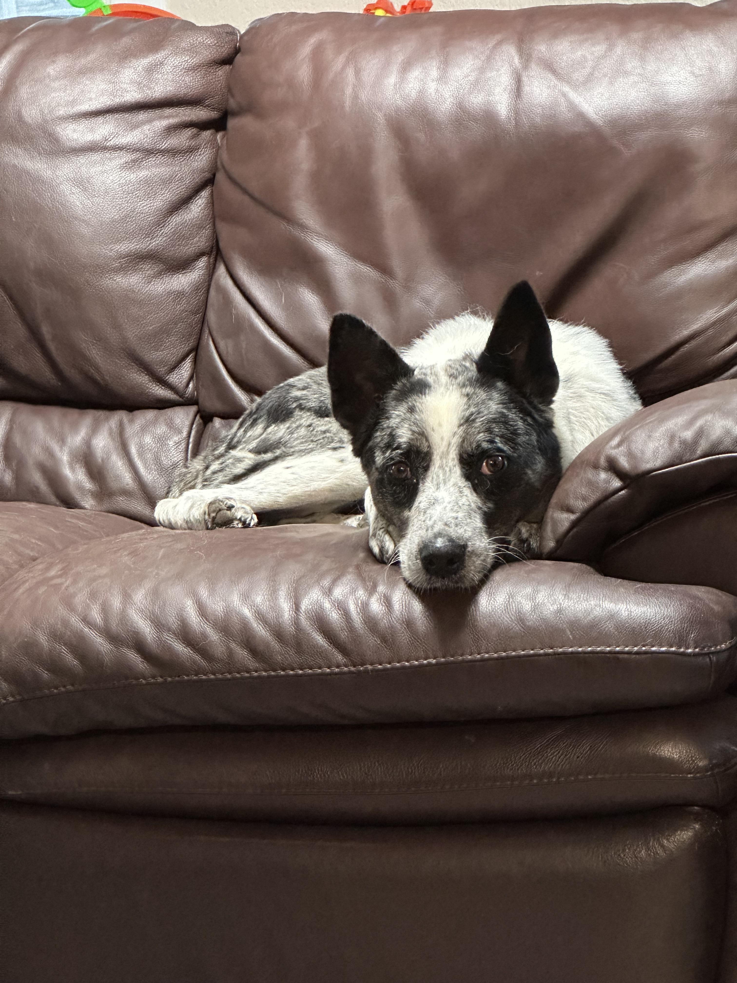 Enlarge River - Foster needed, a Adoptable Australian Cattle Dog / Blue Heeler in Parrish, FL image 4/6