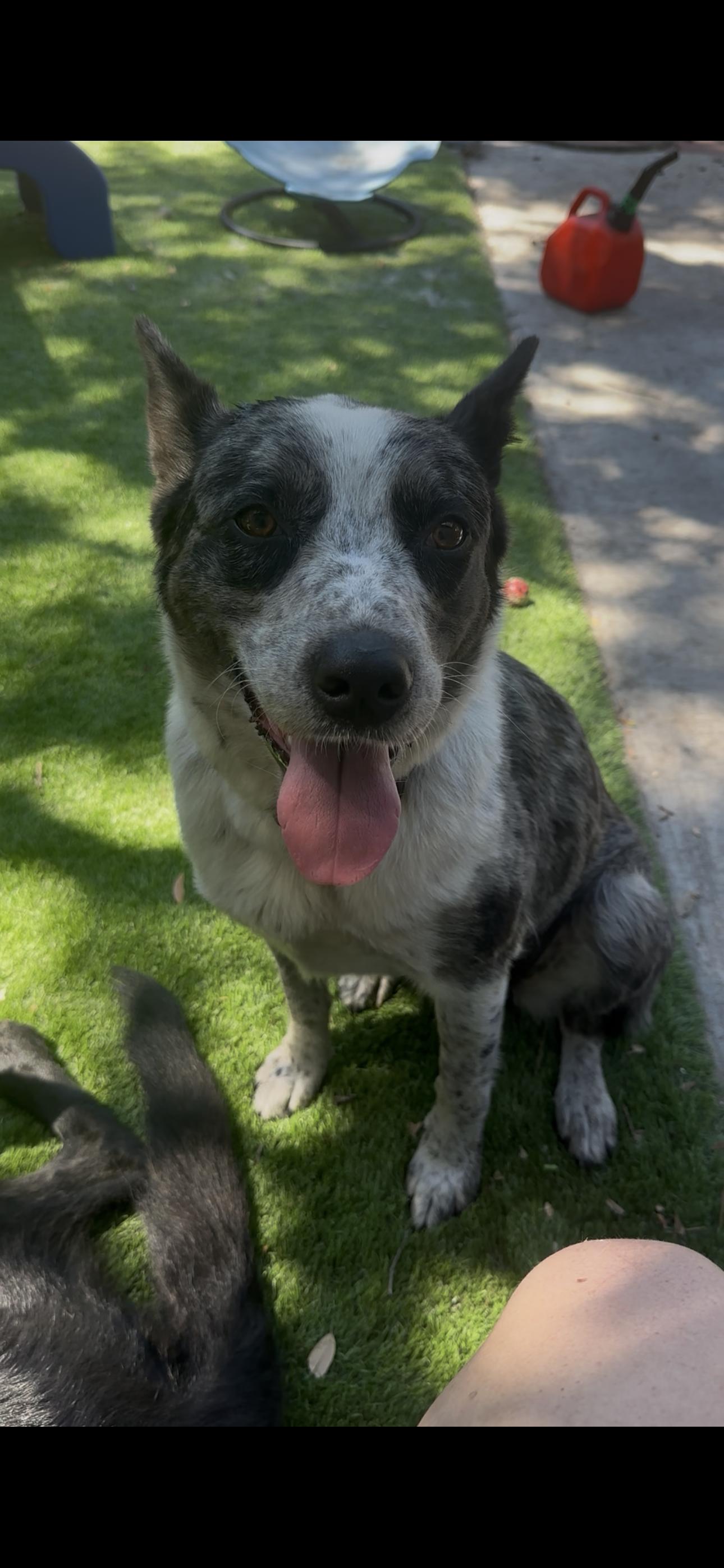 Enlarge River - Foster needed, a Adoptable Australian Cattle Dog / Blue Heeler in Parrish, FL image 5/6
