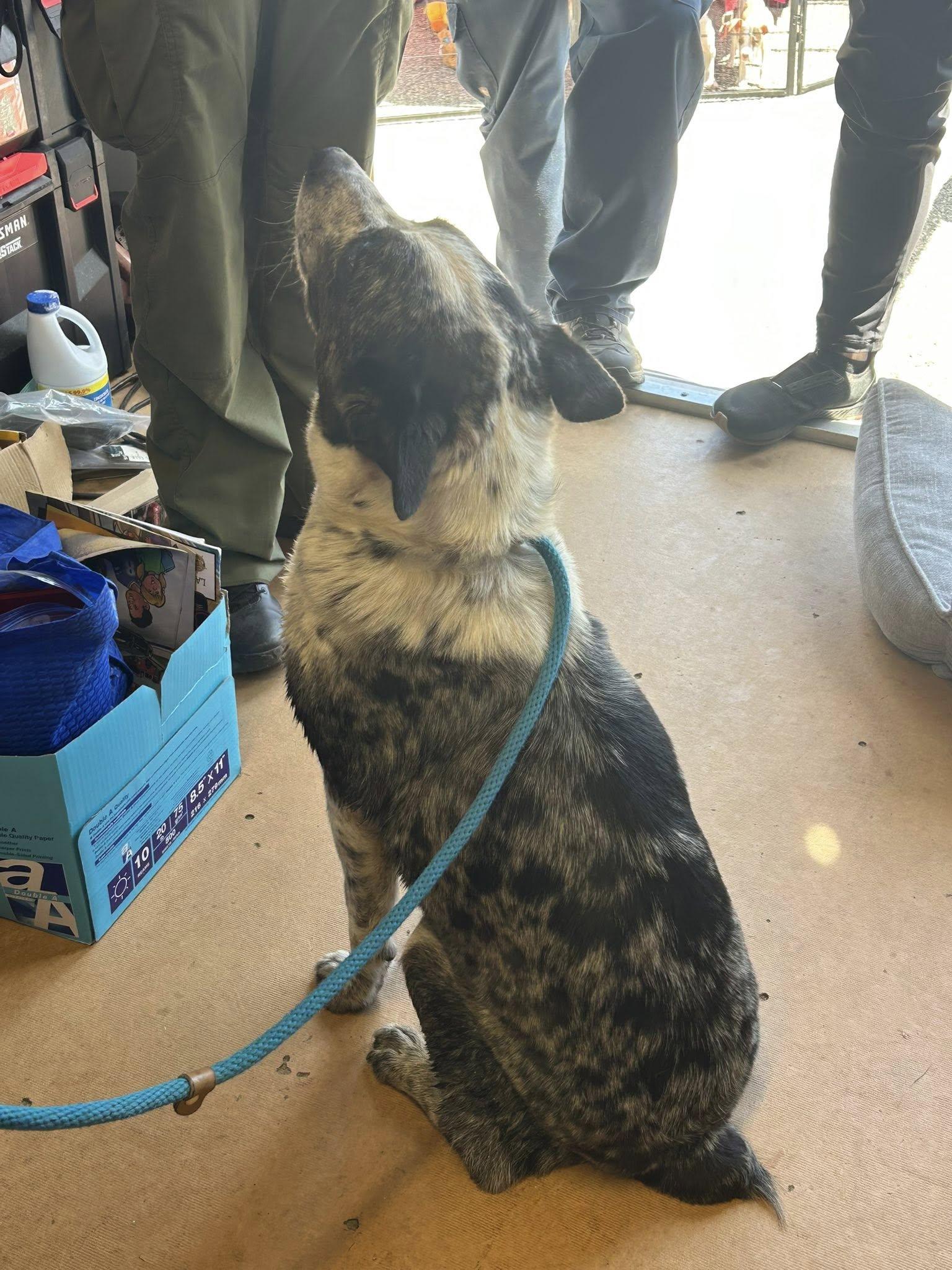 Enlarge River - Foster needed, a Adoptable Australian Cattle Dog / Blue Heeler in Parrish, FL image 6/6