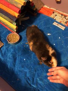 Enlarge Jack, a ADOPTABLE Guinea Pig in Omaha, NE image 3/3