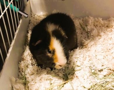 Enlarge Jack, a ADOPTABLE Guinea Pig in Omaha, NE image 1/3